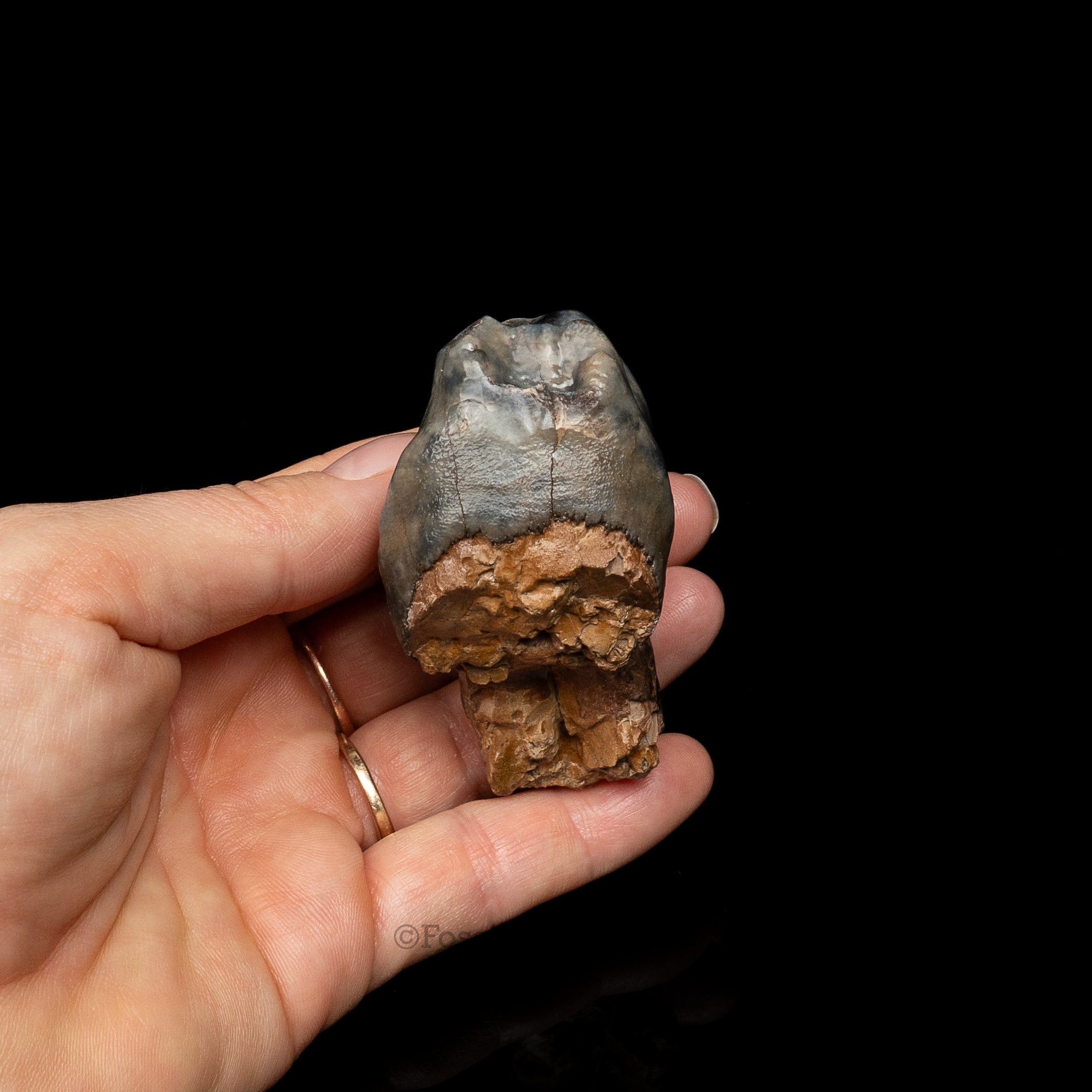 Rare Deinotherium Tooth