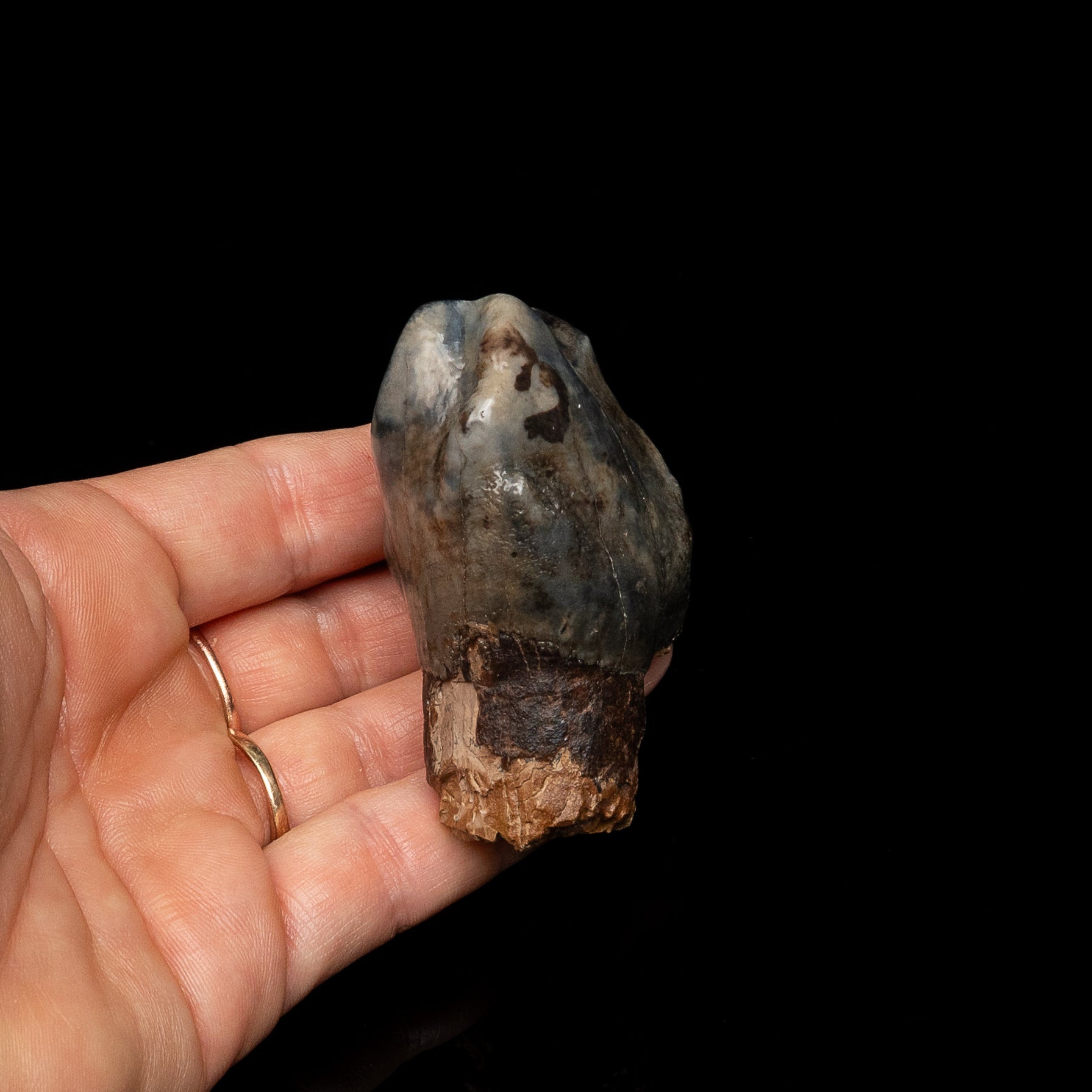 Rare Deinotherium Tooth