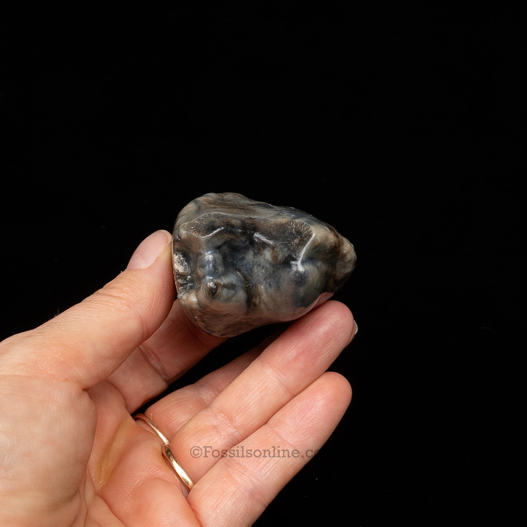 Rare Deinotherium Tooth