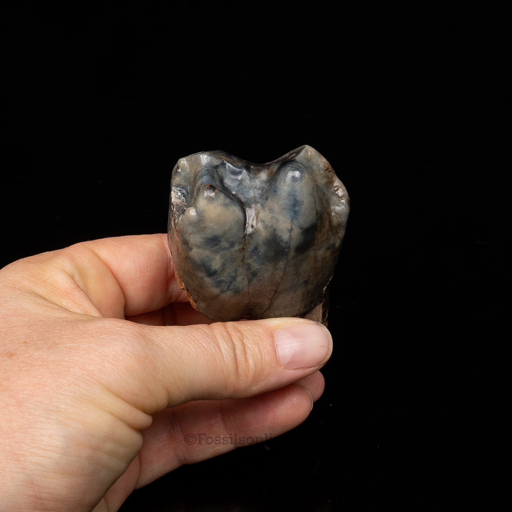 Rare Deinotherium Tooth