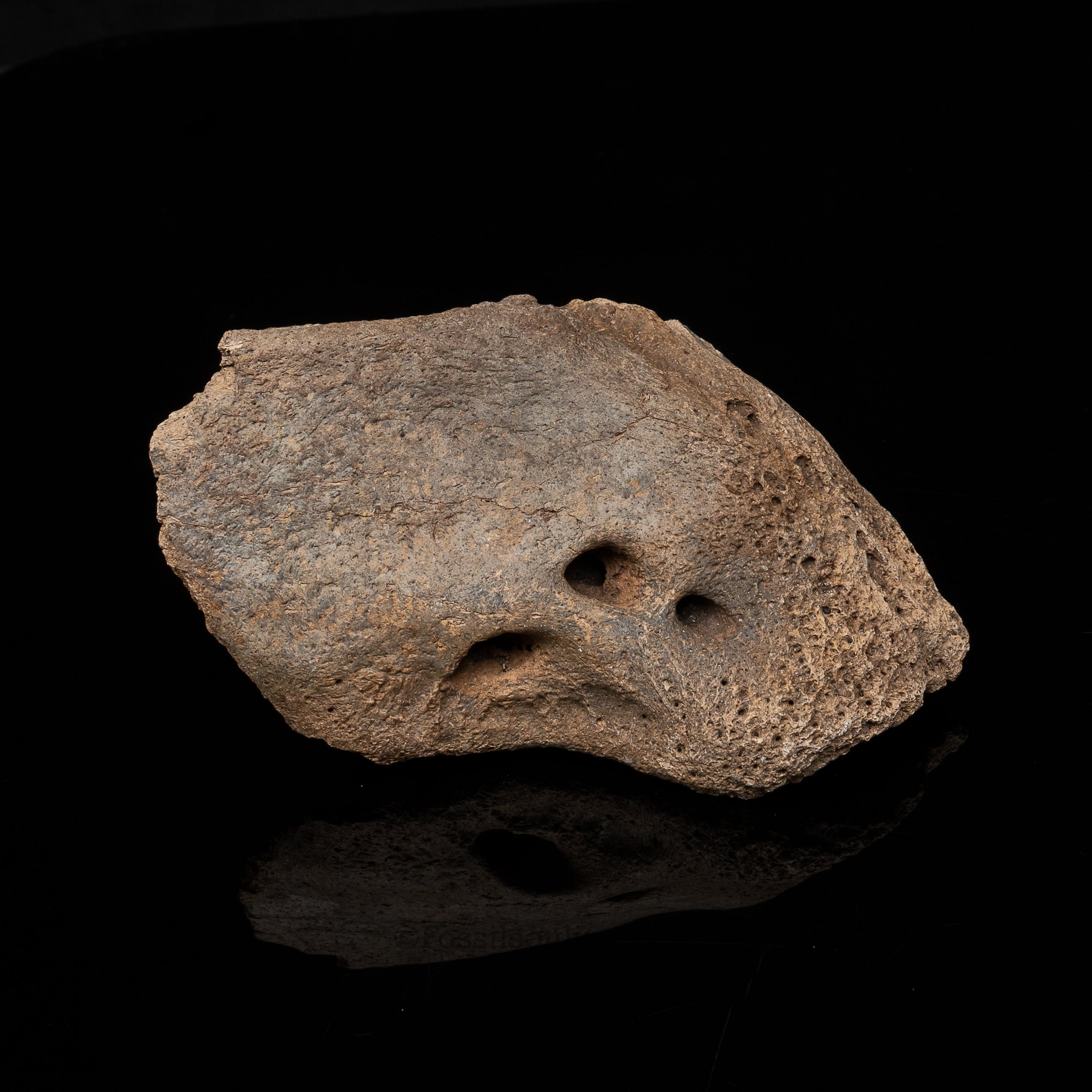 Sloth mandibular symphysis