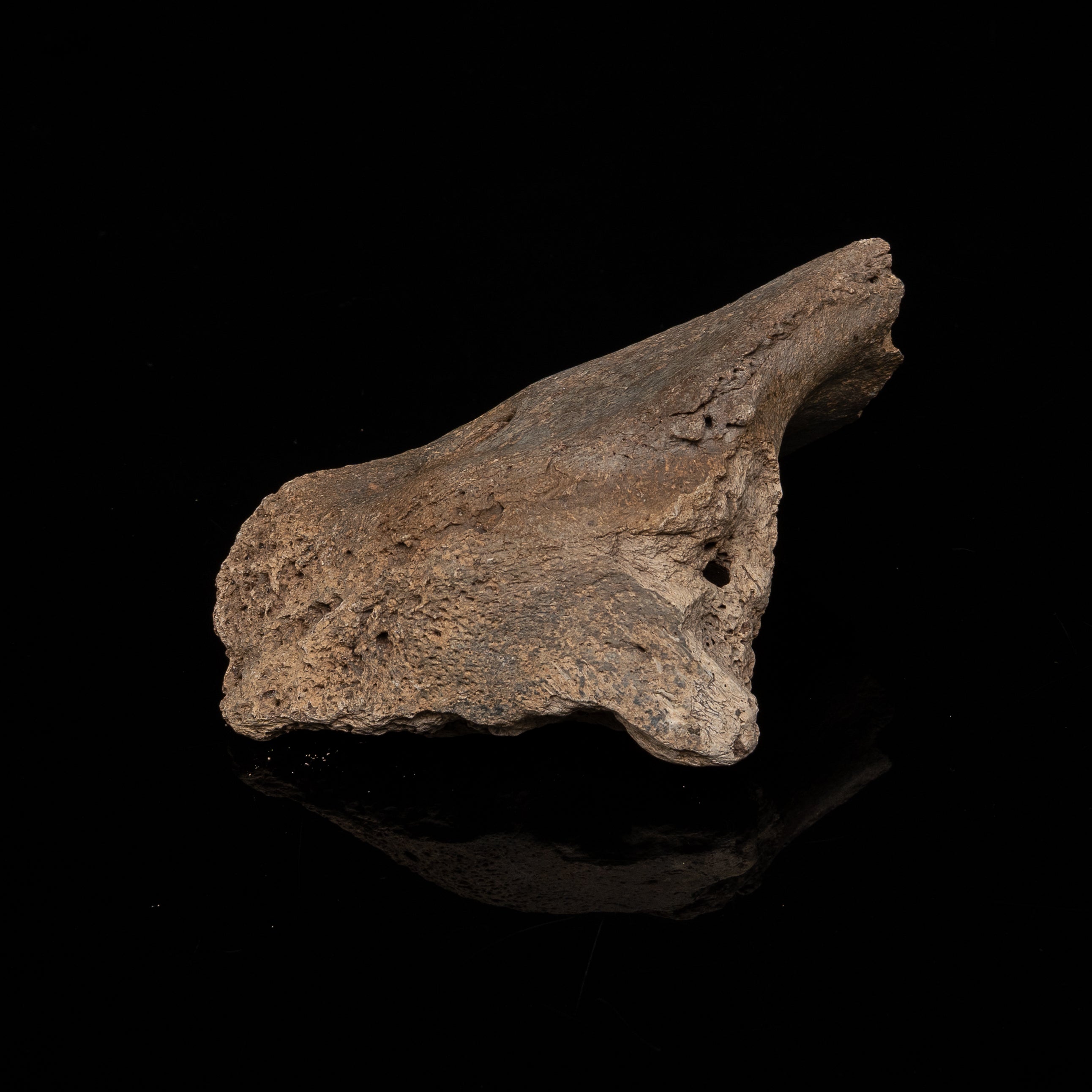 Sloth mandibular symphysis