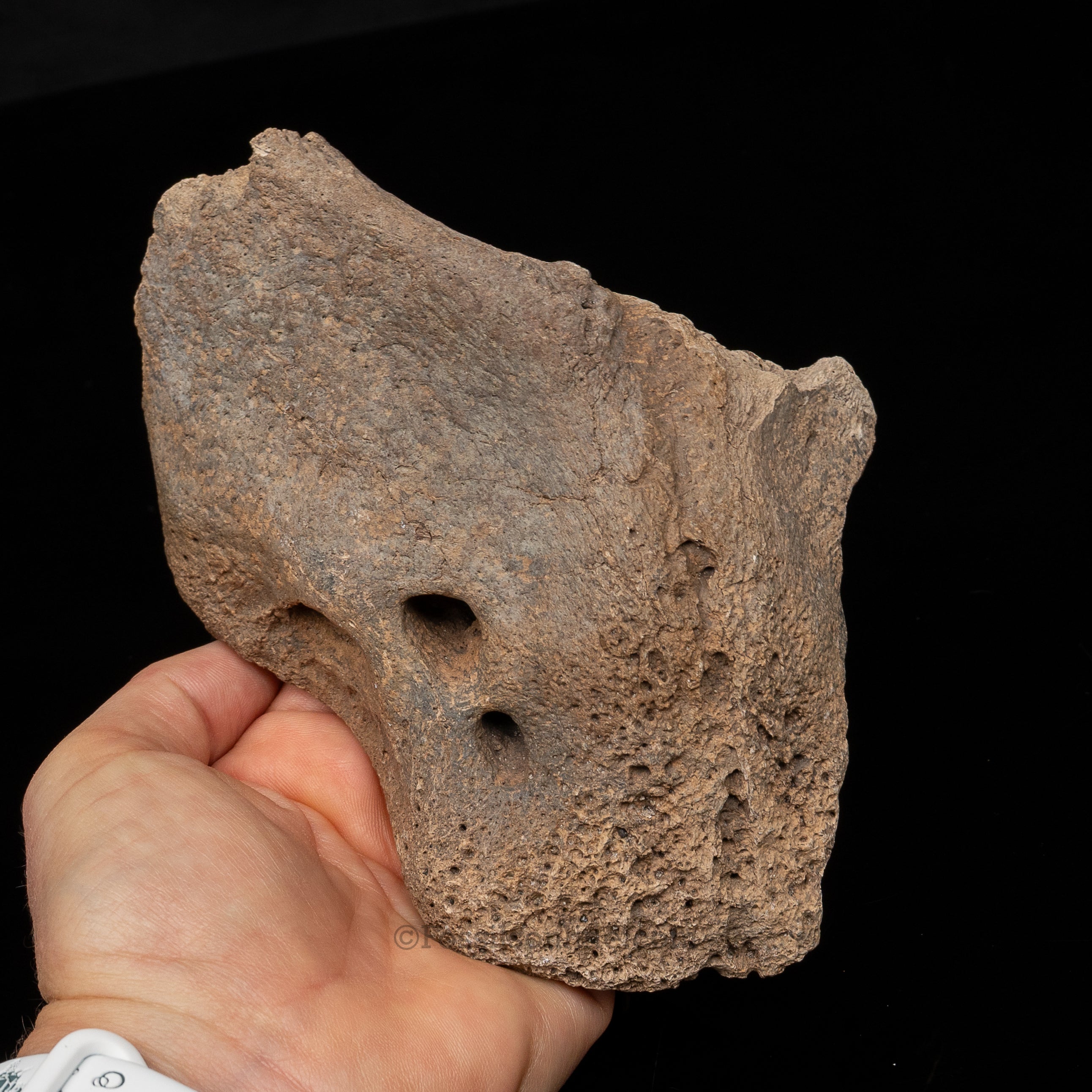Sloth mandibular symphysis
