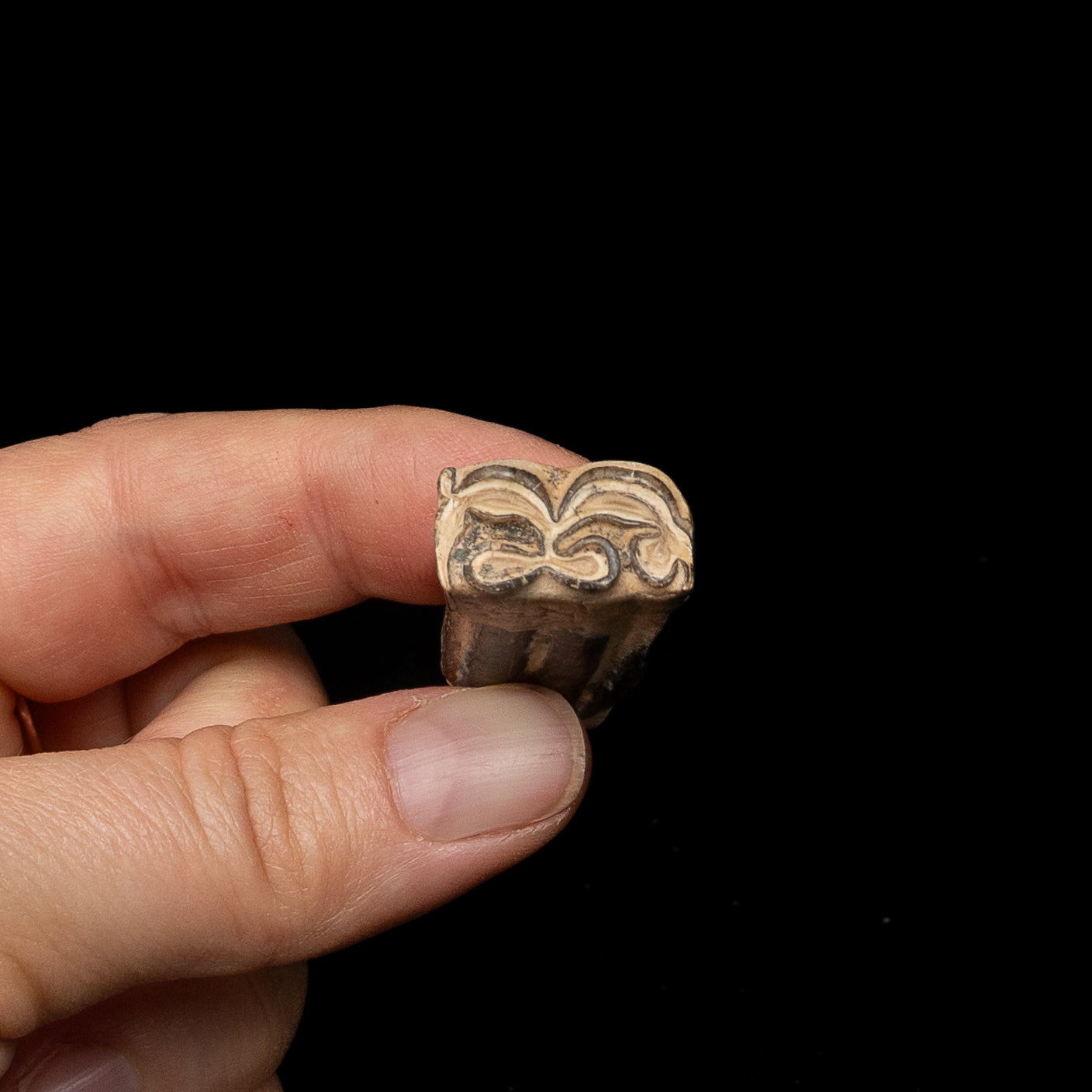 Three Toed Horse Tooth