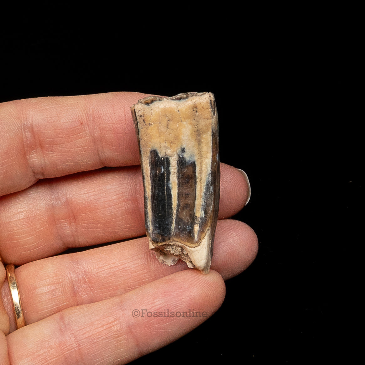 Three Toed Horse Tooth