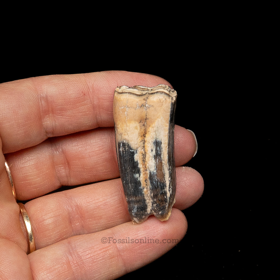 Three Toed Horse Tooth