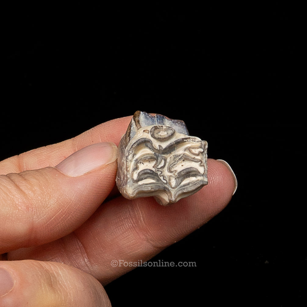 Three Toed Horse Tooth