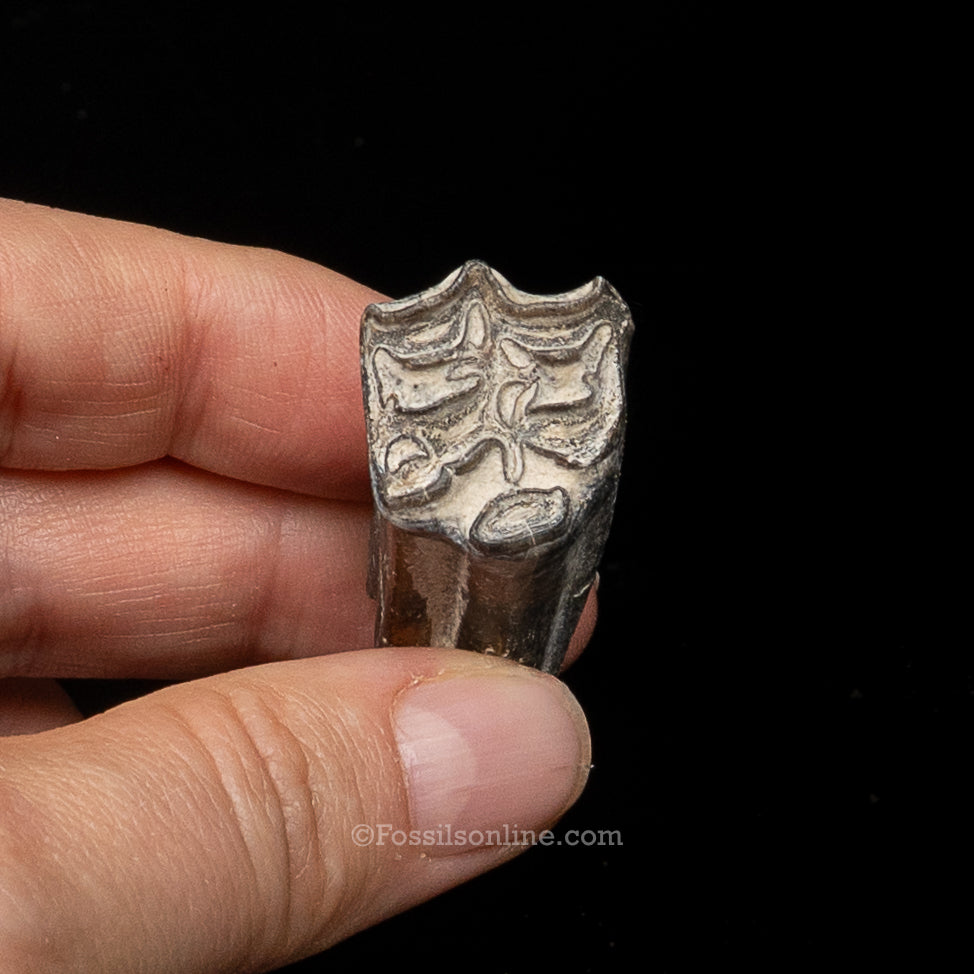 Three Toed Horse Tooth