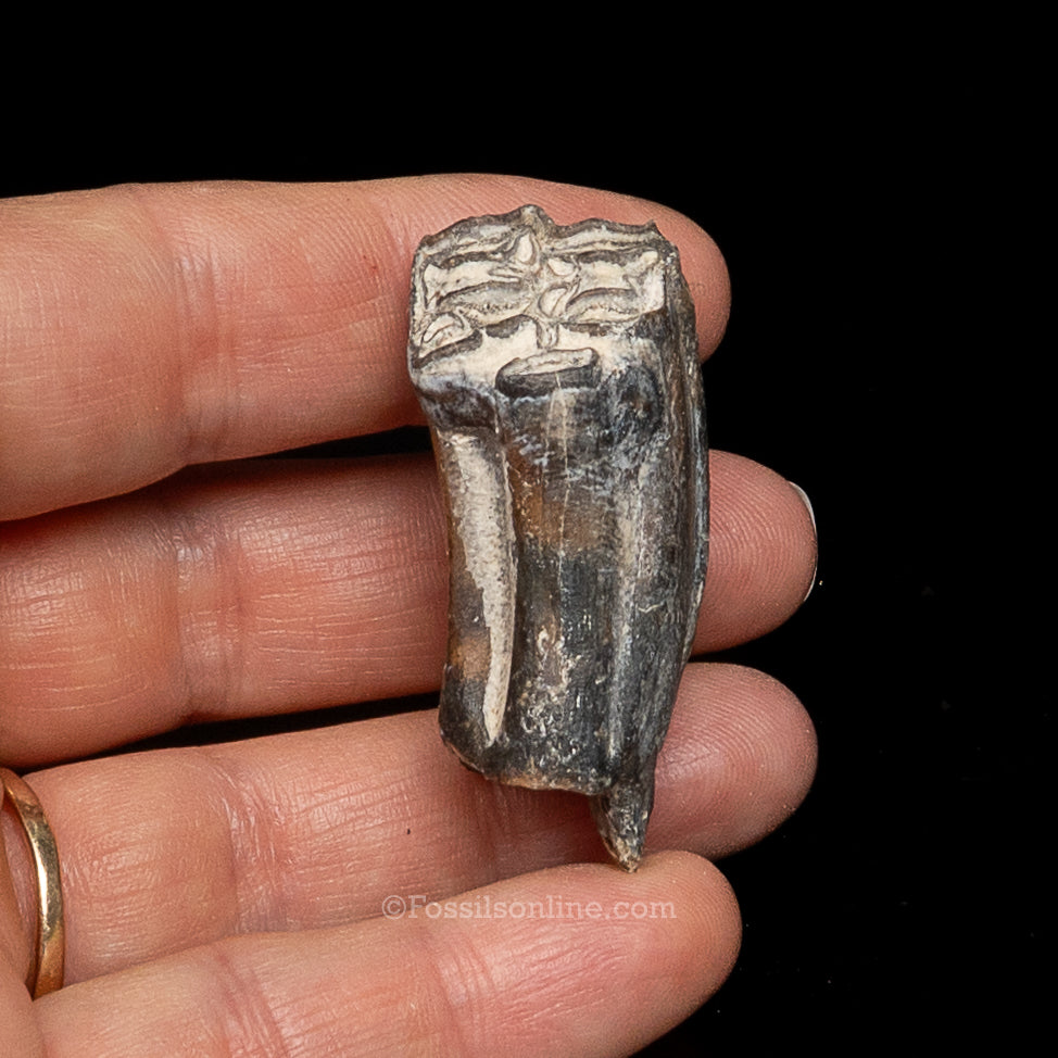 Three Toed Horse Tooth