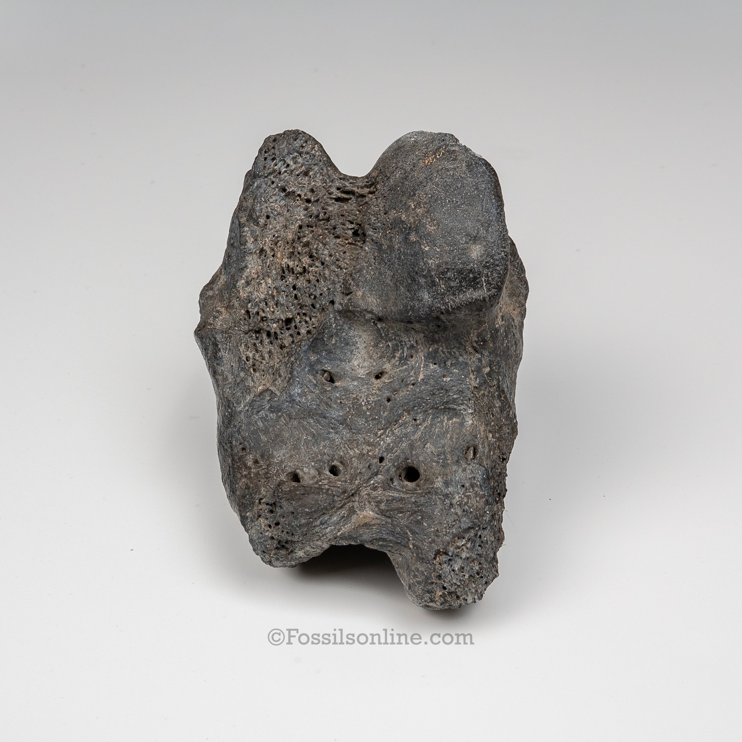 Giant Ground Sloth Phalanx | Eremotherium laurillardi Fossil