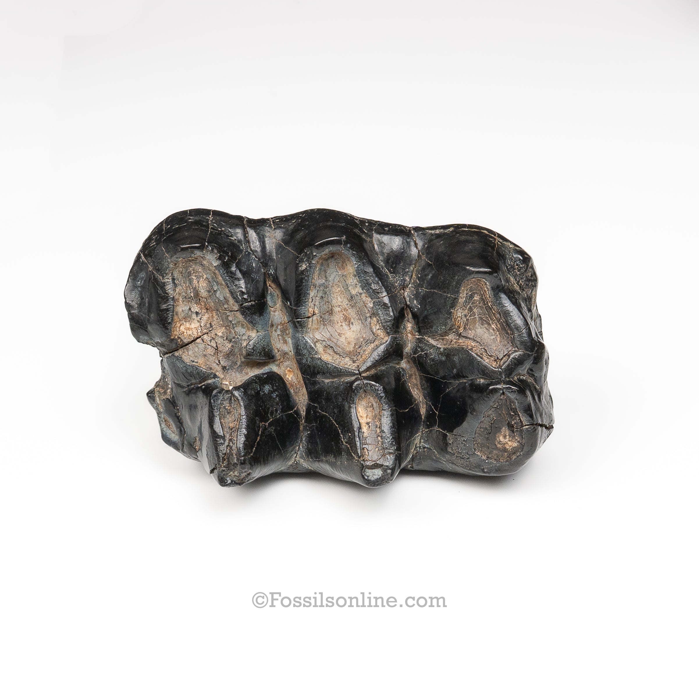 South Carolina Mastodon Tooth