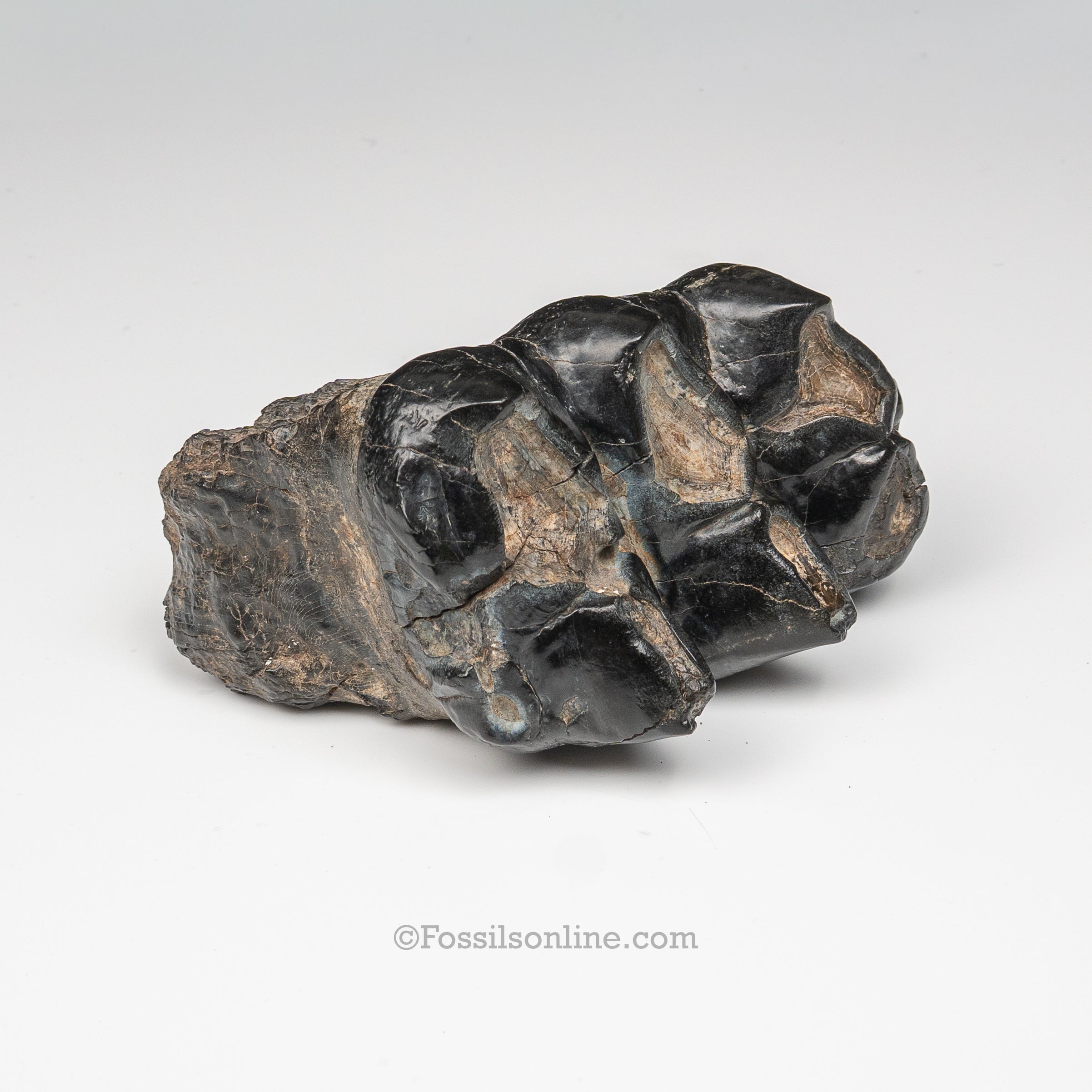 South Carolina Mastodon Tooth