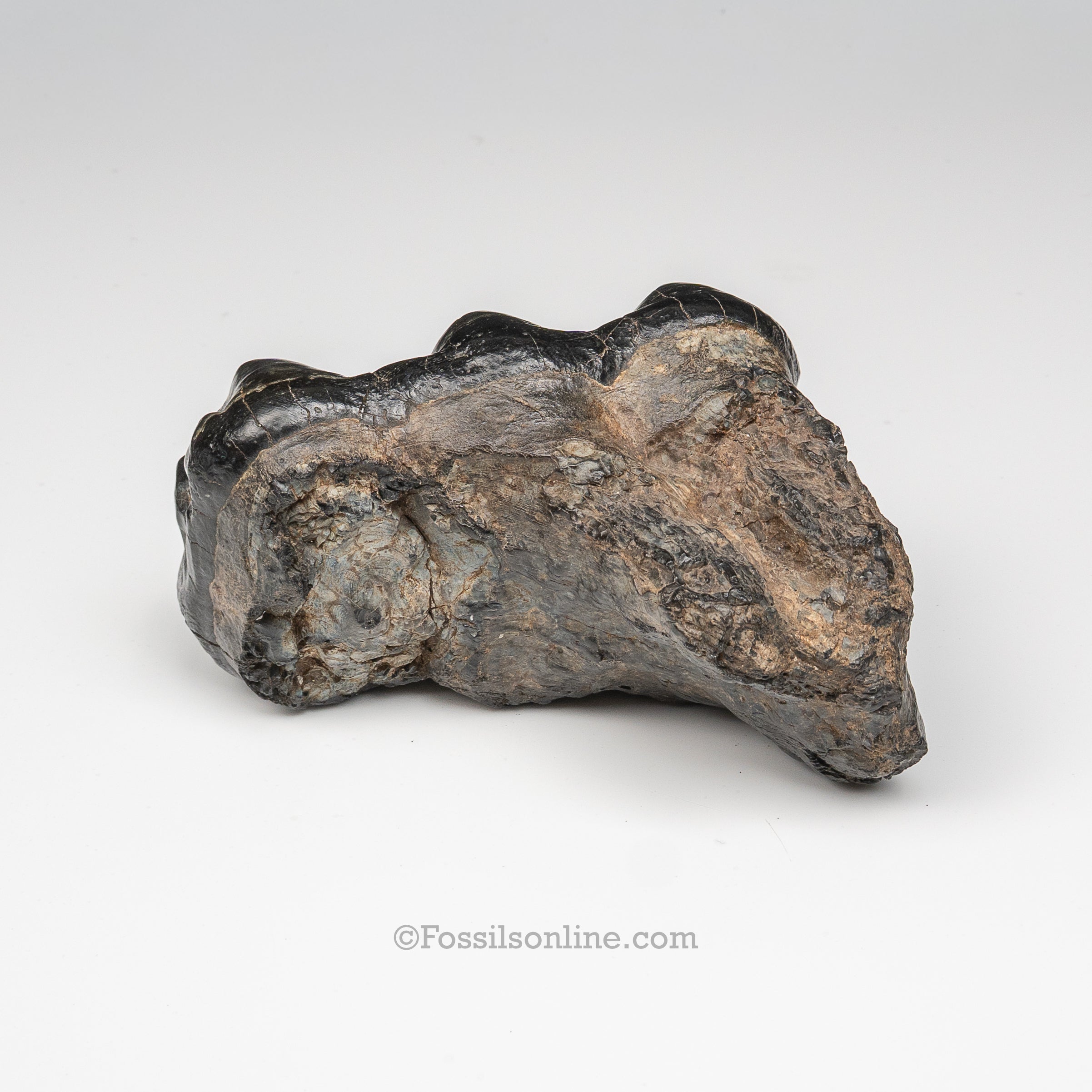 South Carolina Mastodon Tooth