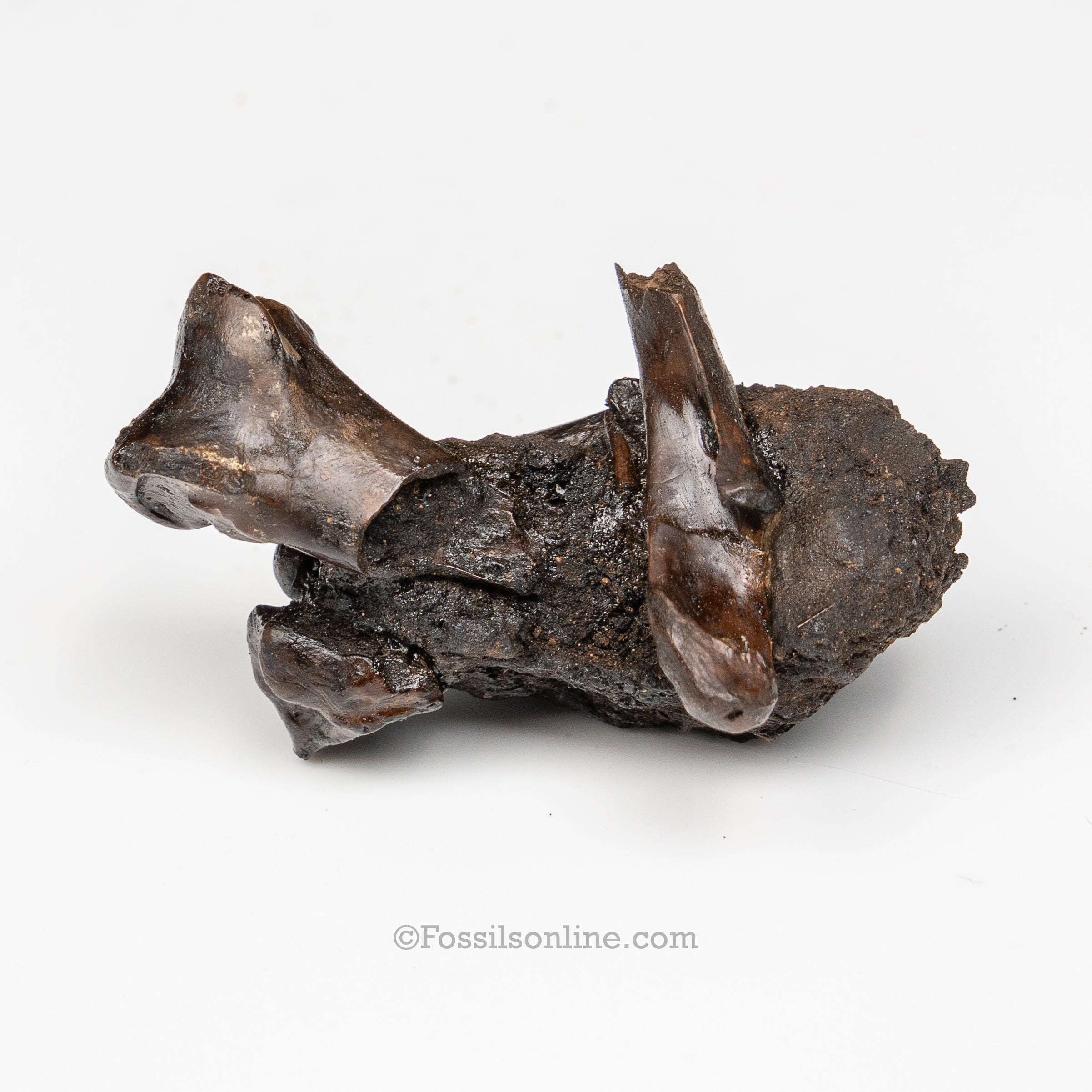 Tar Pit Fossils Bird Bones in matrix