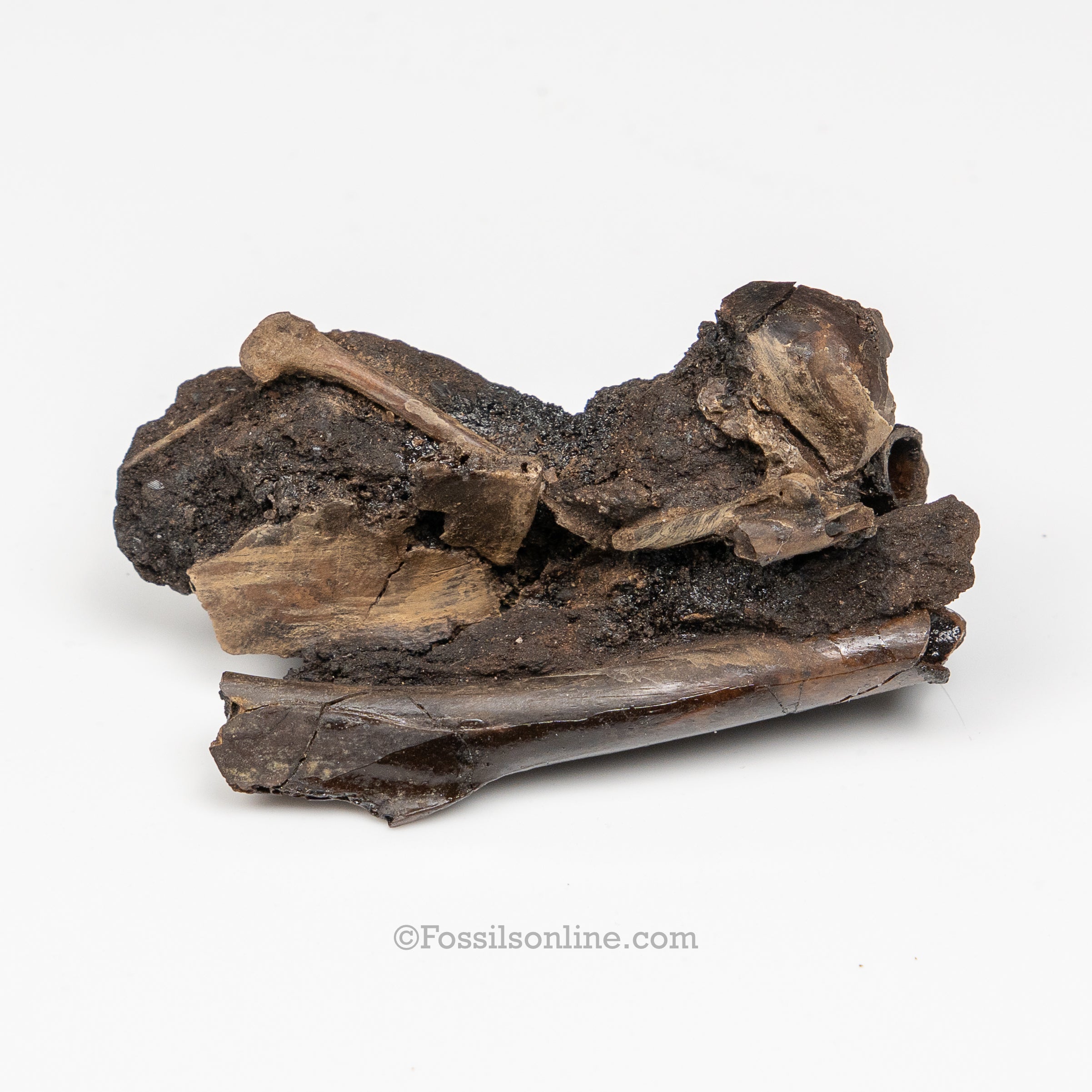 Tar Pit Fossils Bird Bones in matrix