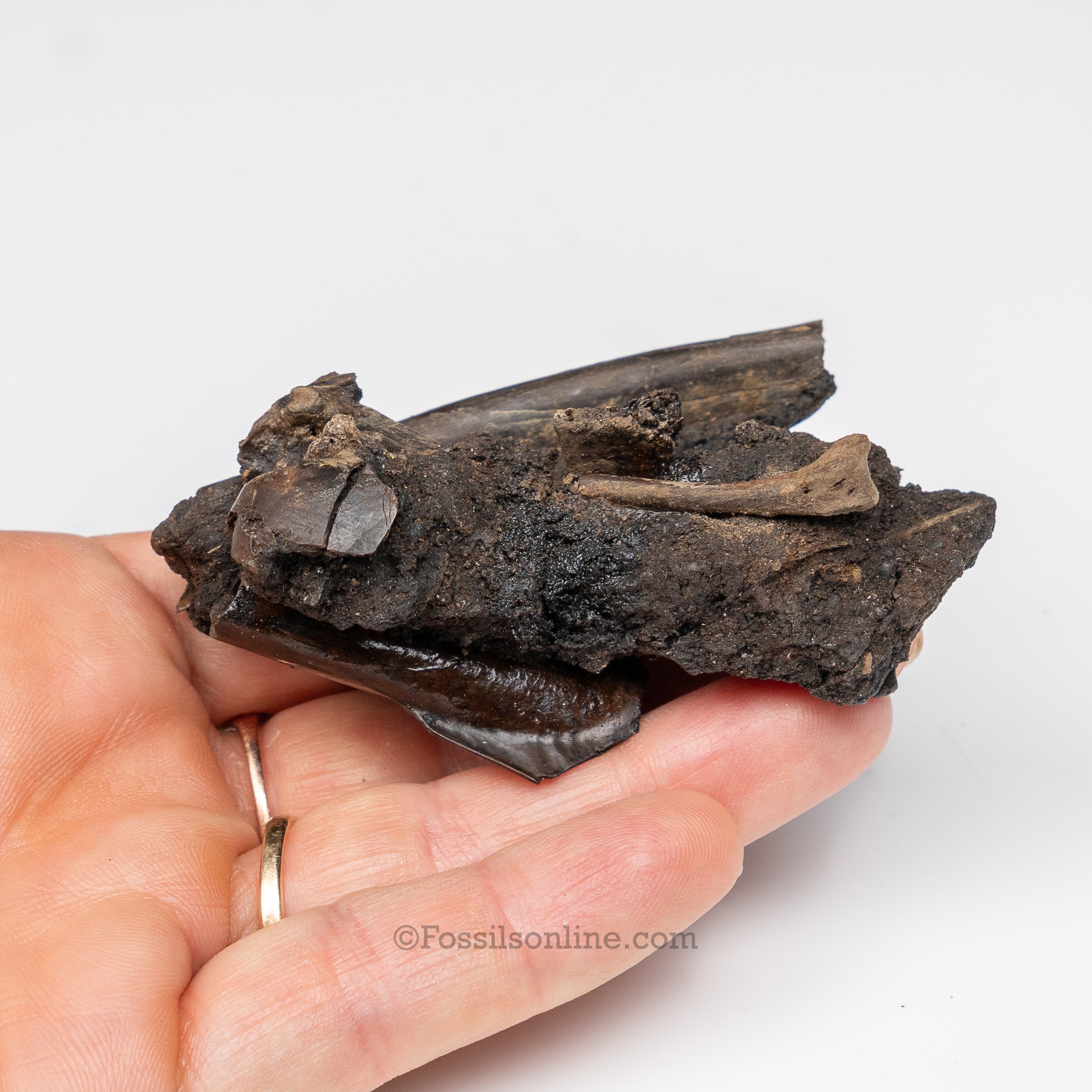 Tar Pit Fossils Bird Bones in matrix