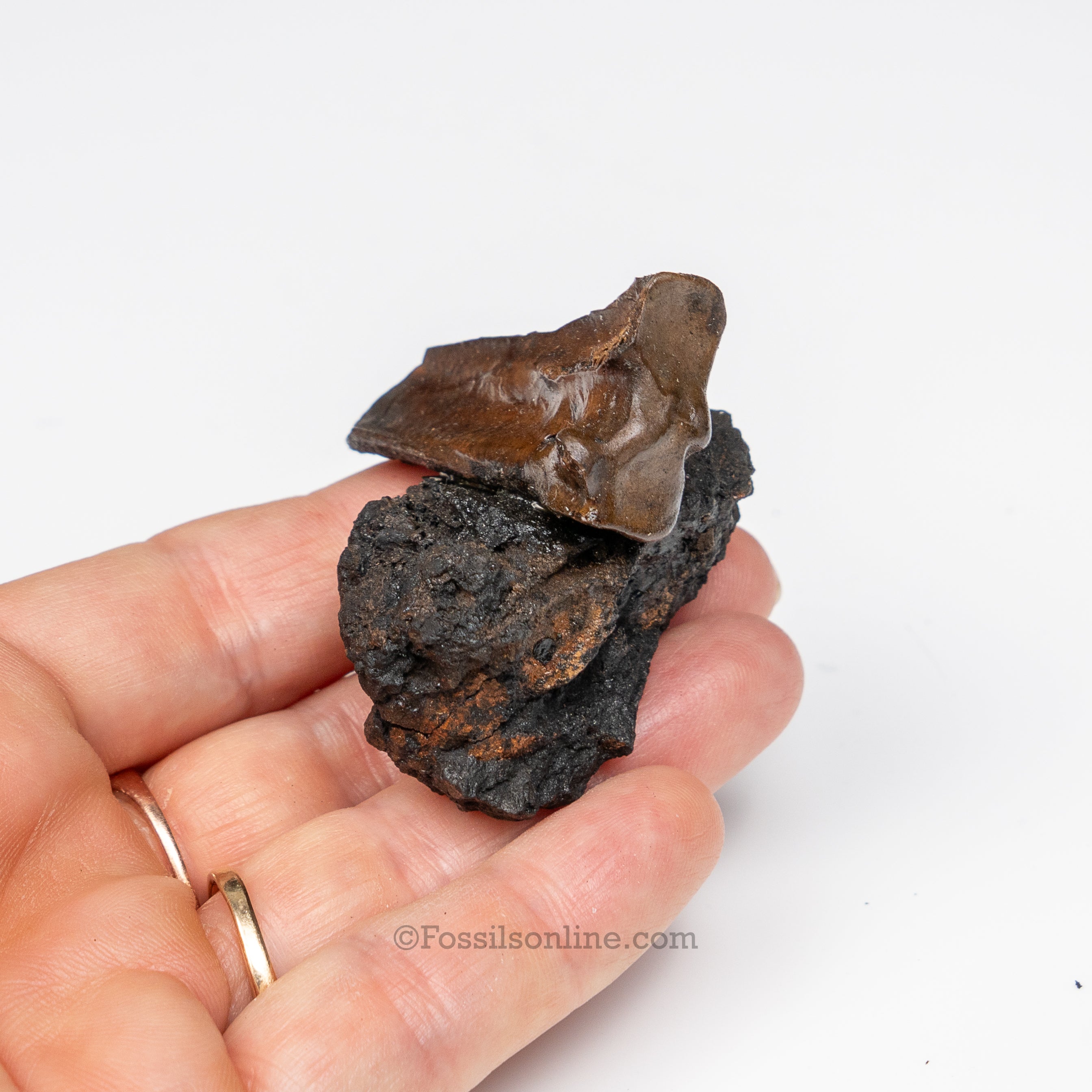 Tar Pit Fossils Bird Bones in matrix