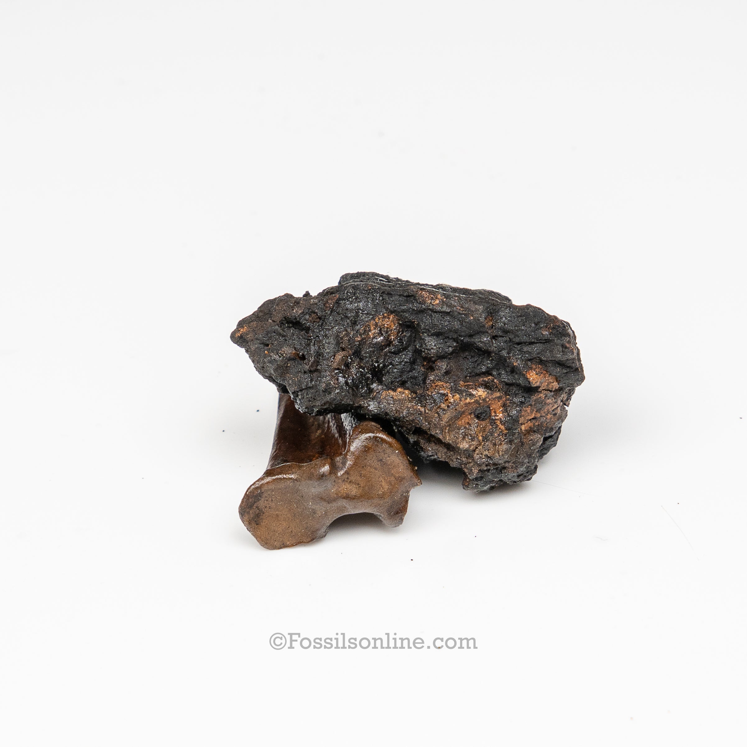Tar Pit Fossils Bird Bones in matrix