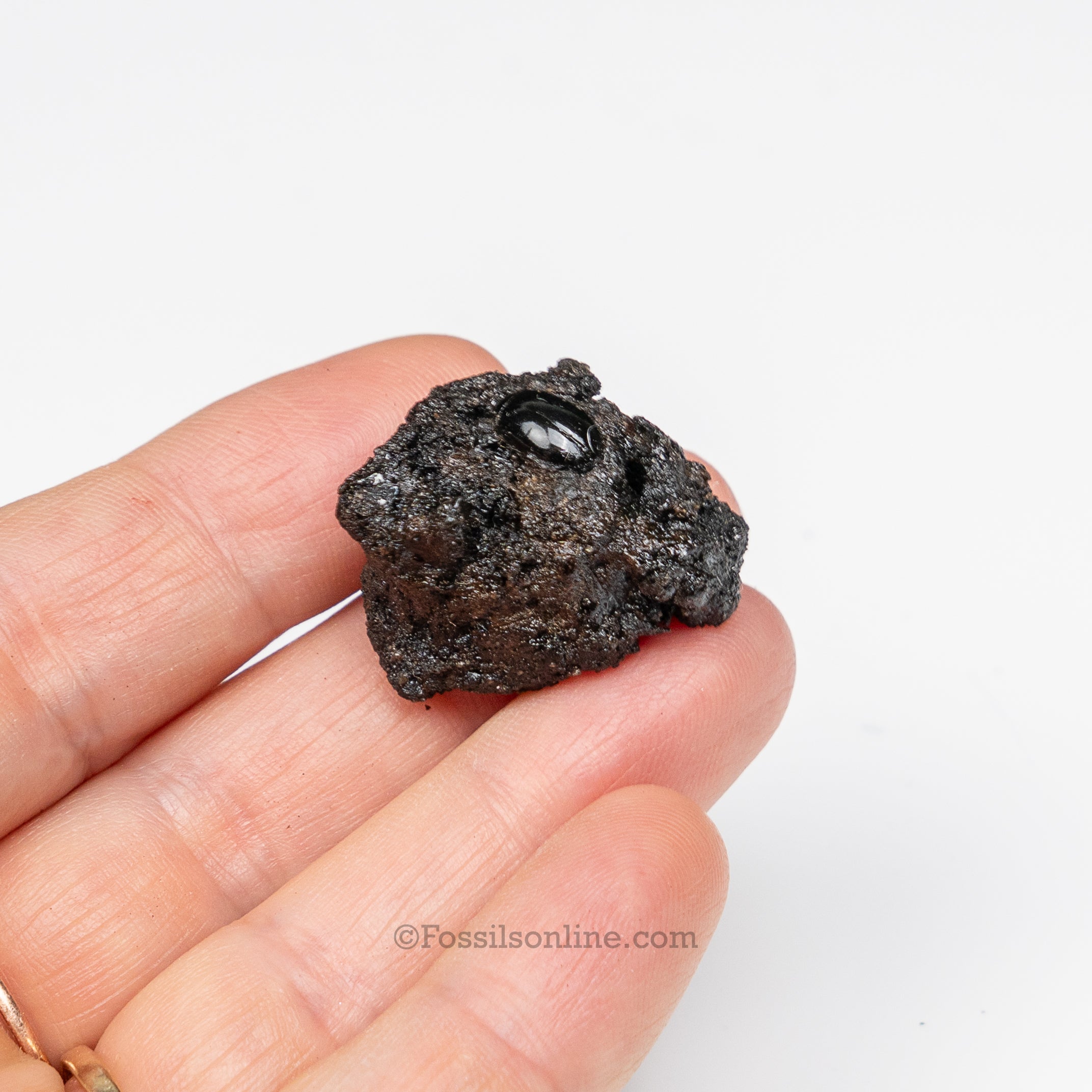 Tar Pit Fossils Beetle in matrix