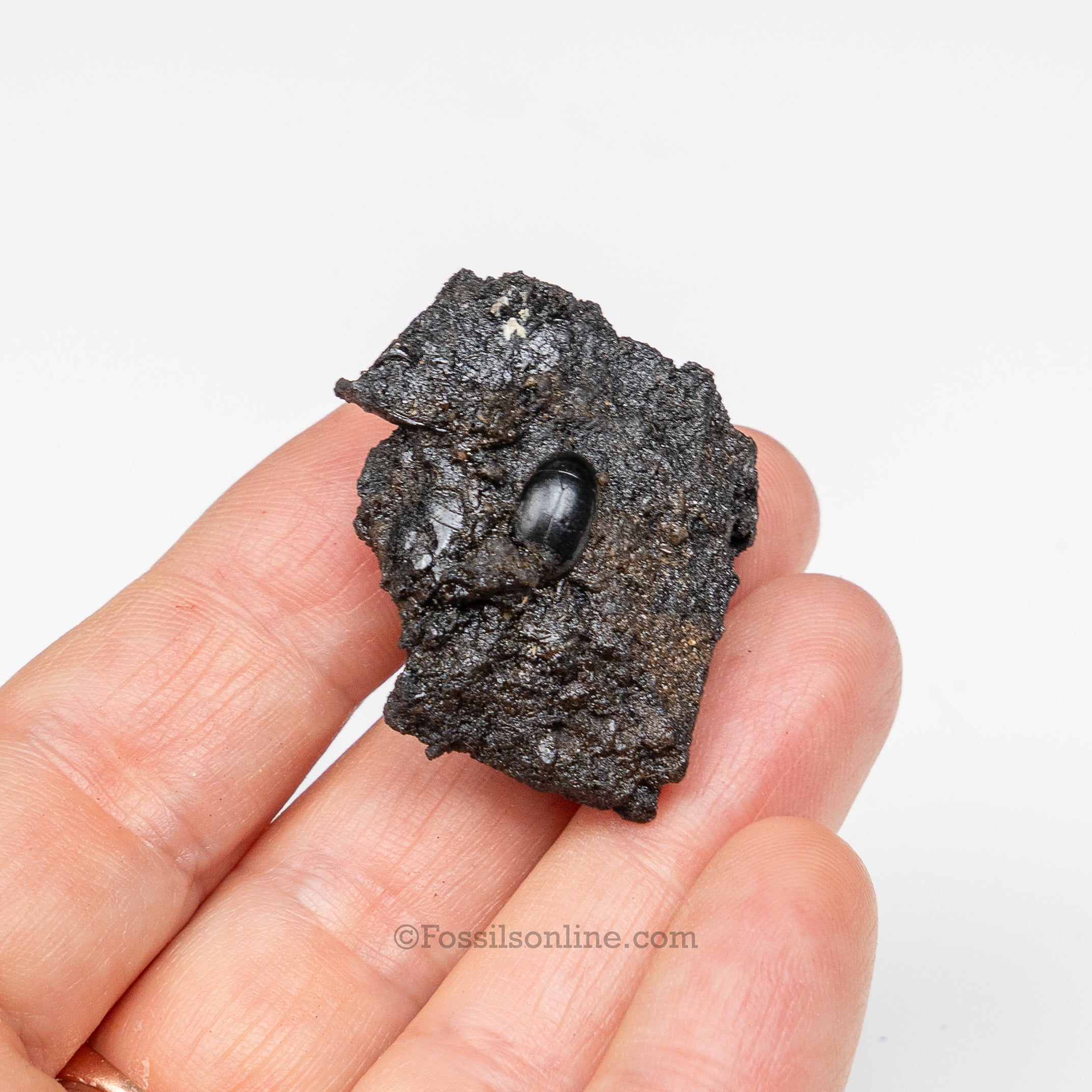 Tar Pit Fossils Beetle in matrix