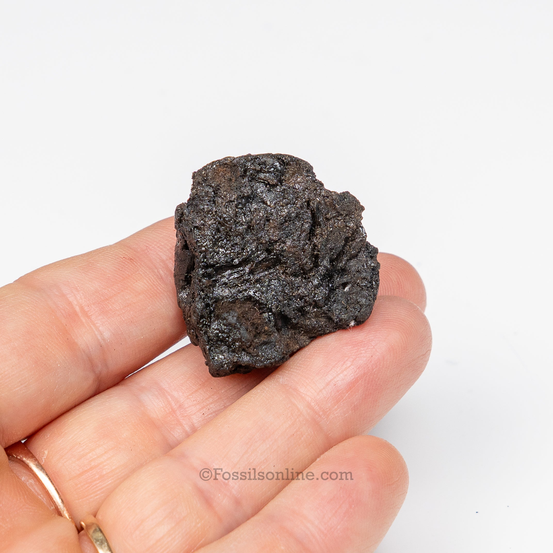 Tar Pit Fossils Beetle in matrix