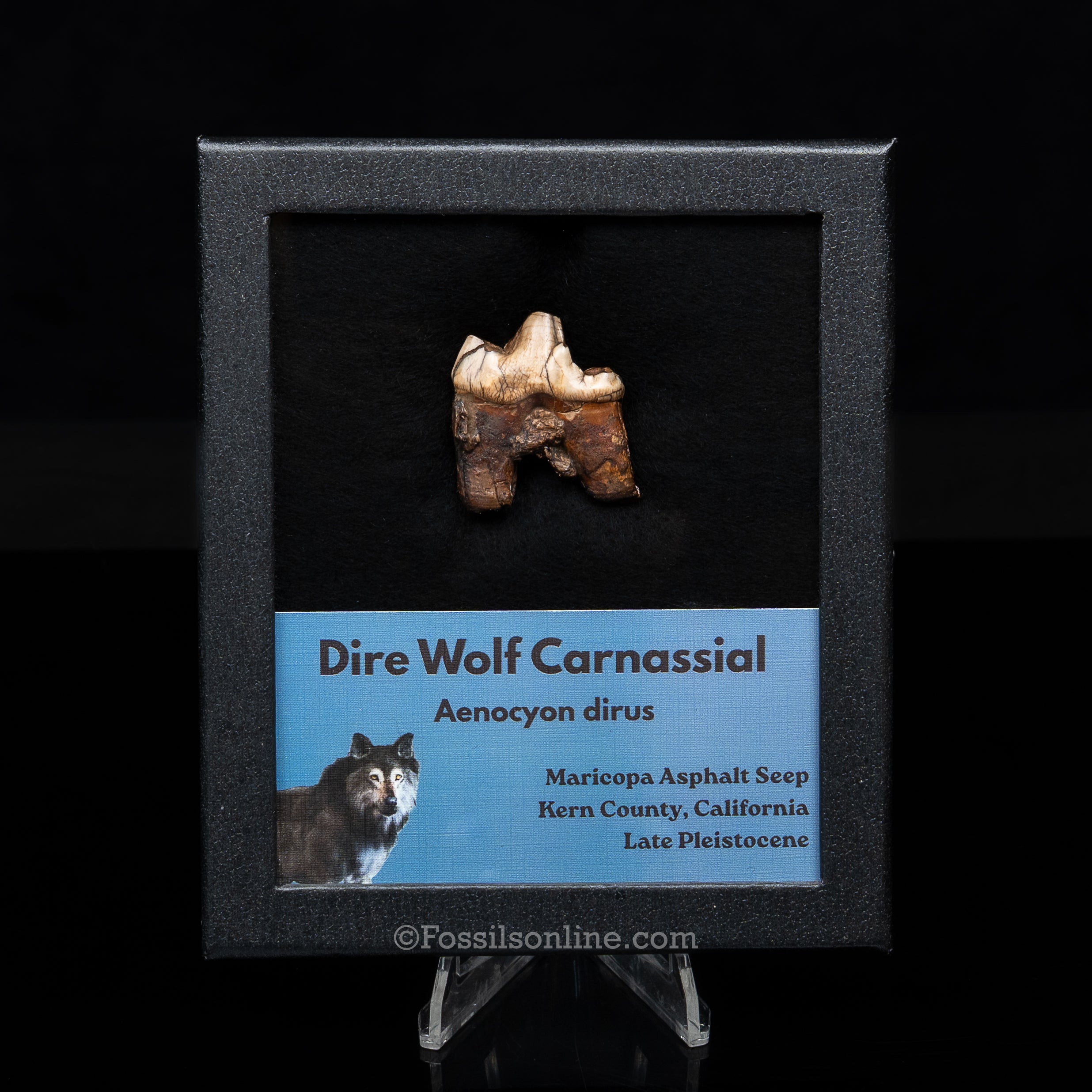 Florida Fossil Dire Wolf carnassial