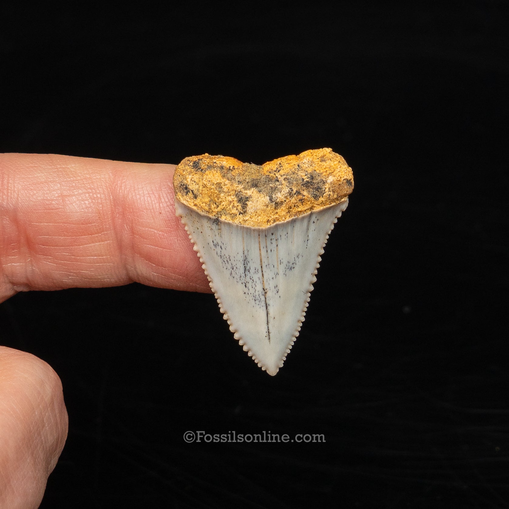 Rare Fossil Great White San Diego 1.2"