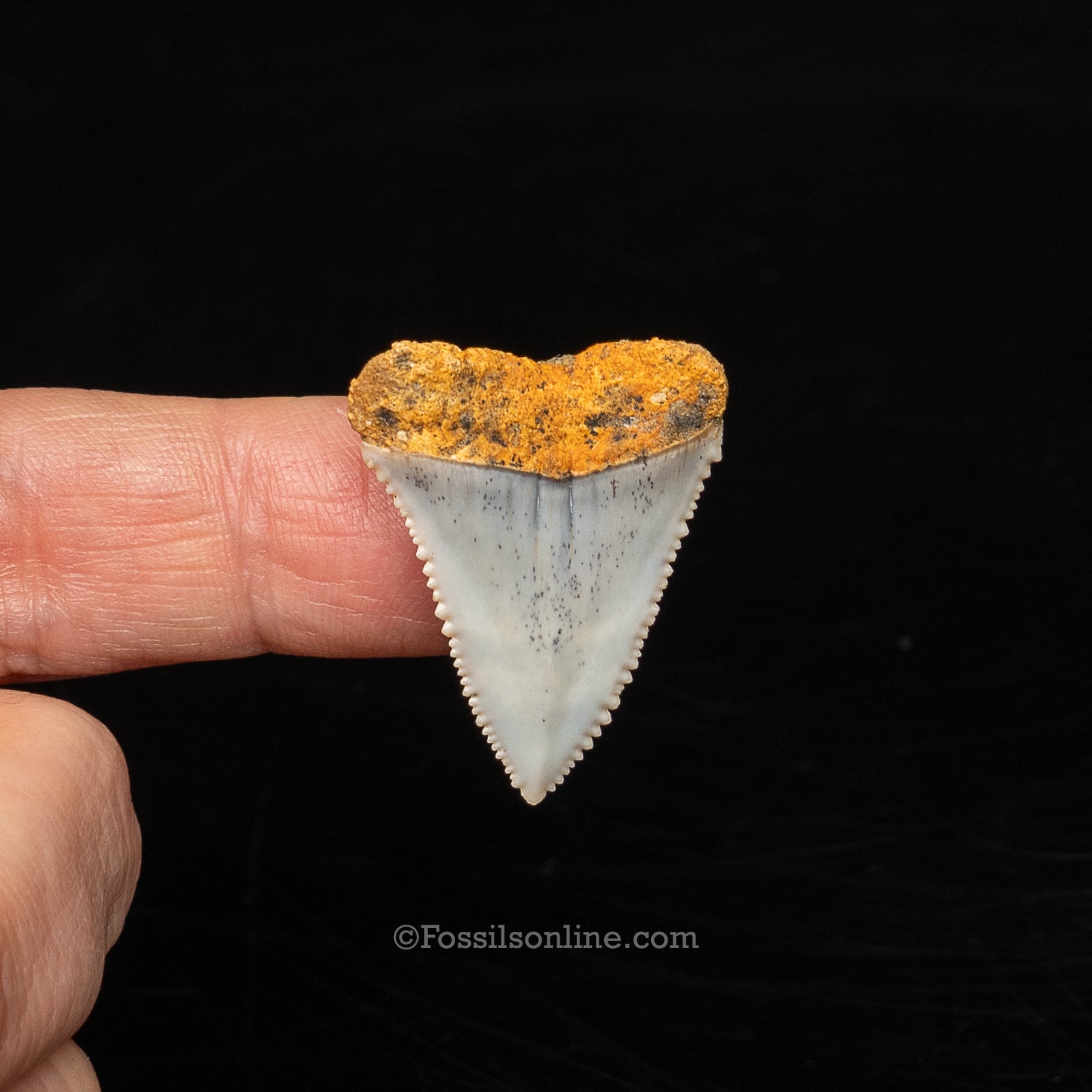 Rare Fossil Great White San Diego 1.2"