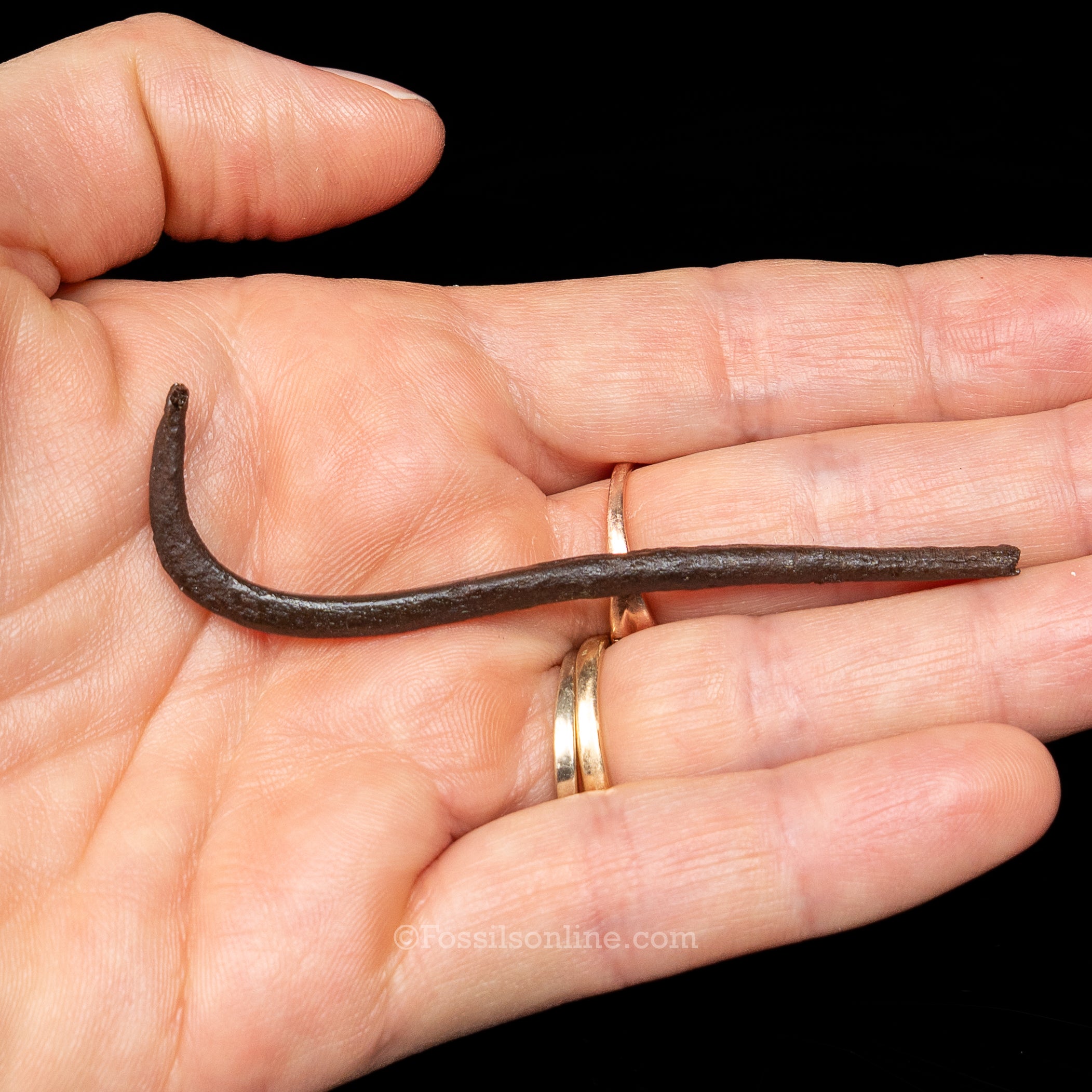 Fossil Raccoon Penis Bone-Baculum