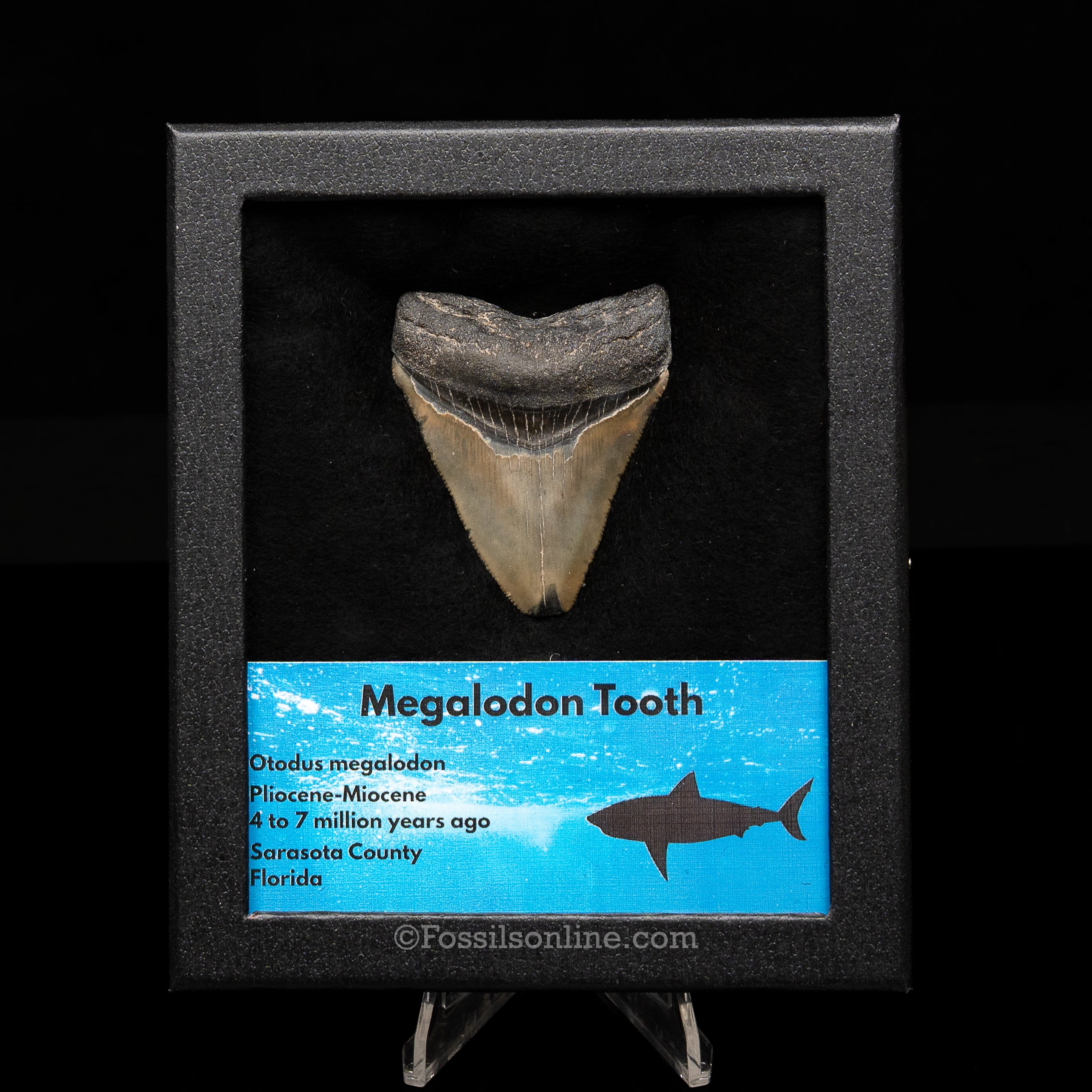 Florida Megalodon  Med Case