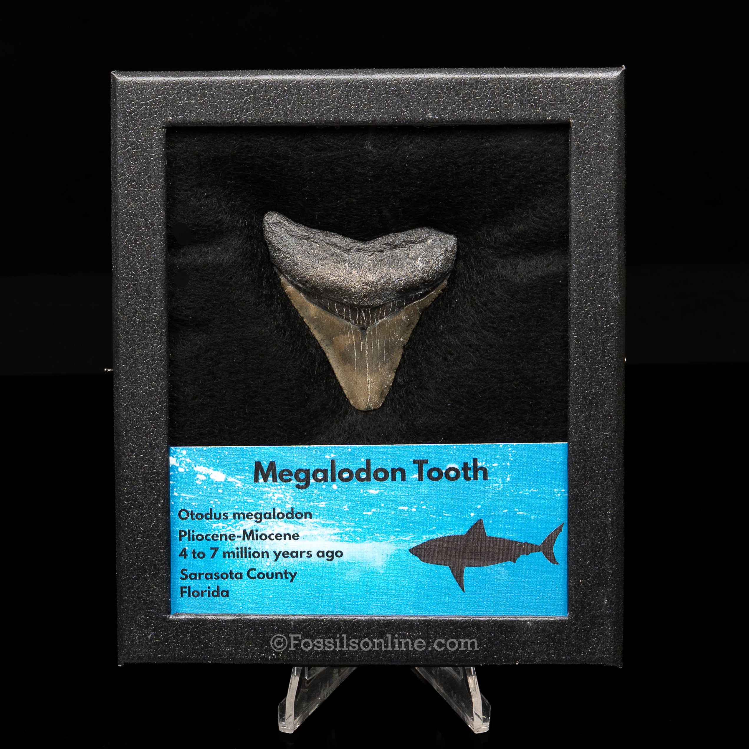 Florida Megalodon  Med Case