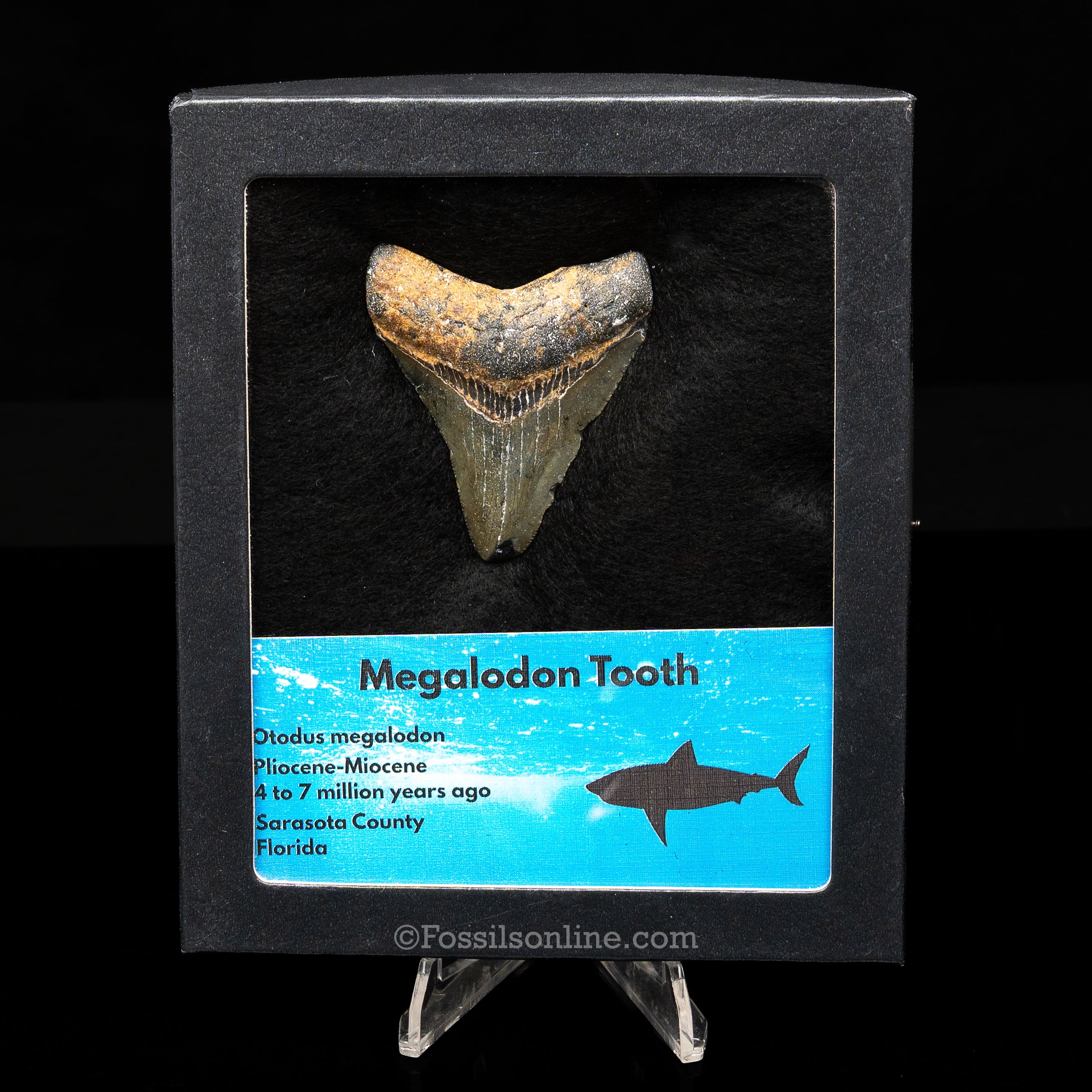 Florida Megalodon  Med Case