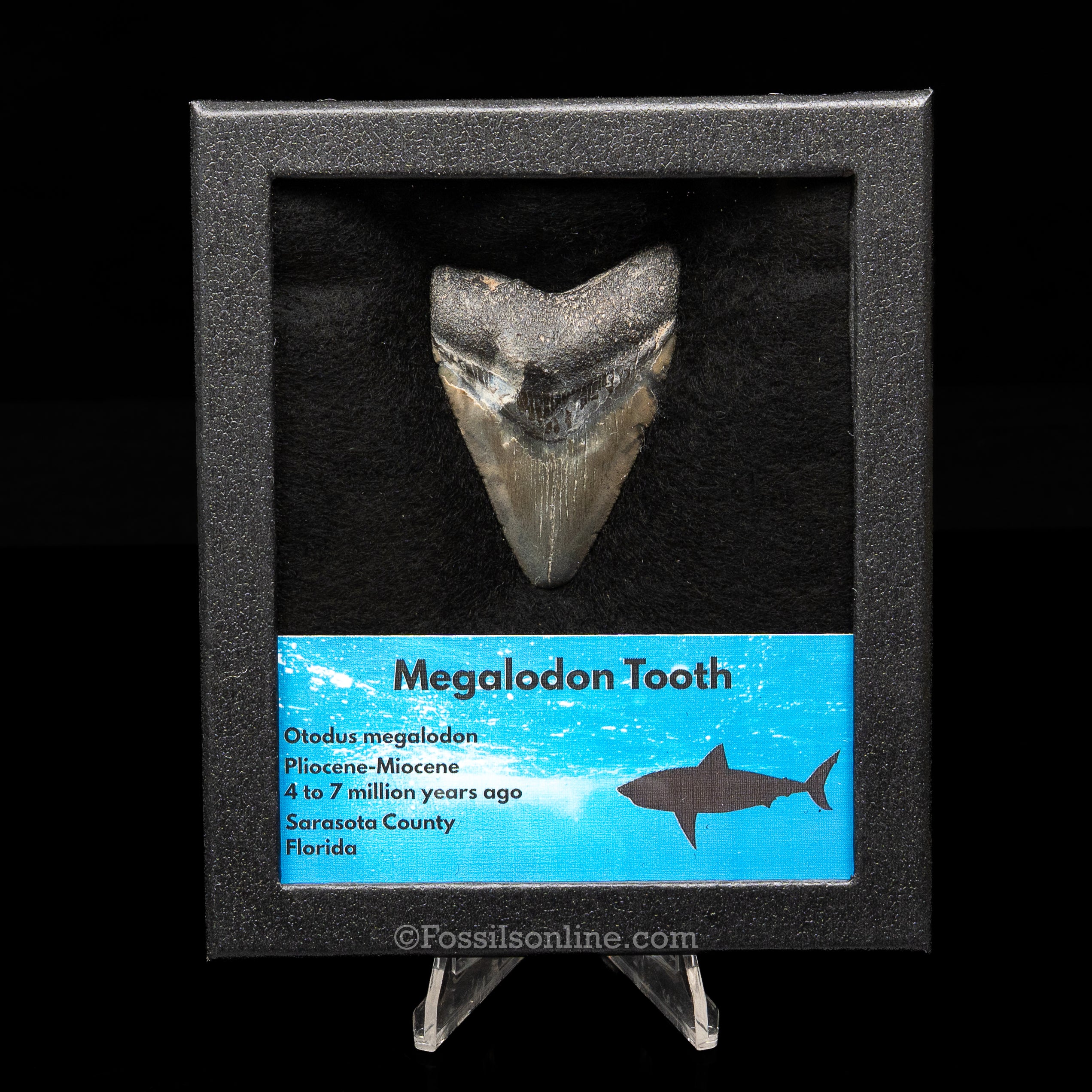 Florida Megalodon  Med Case