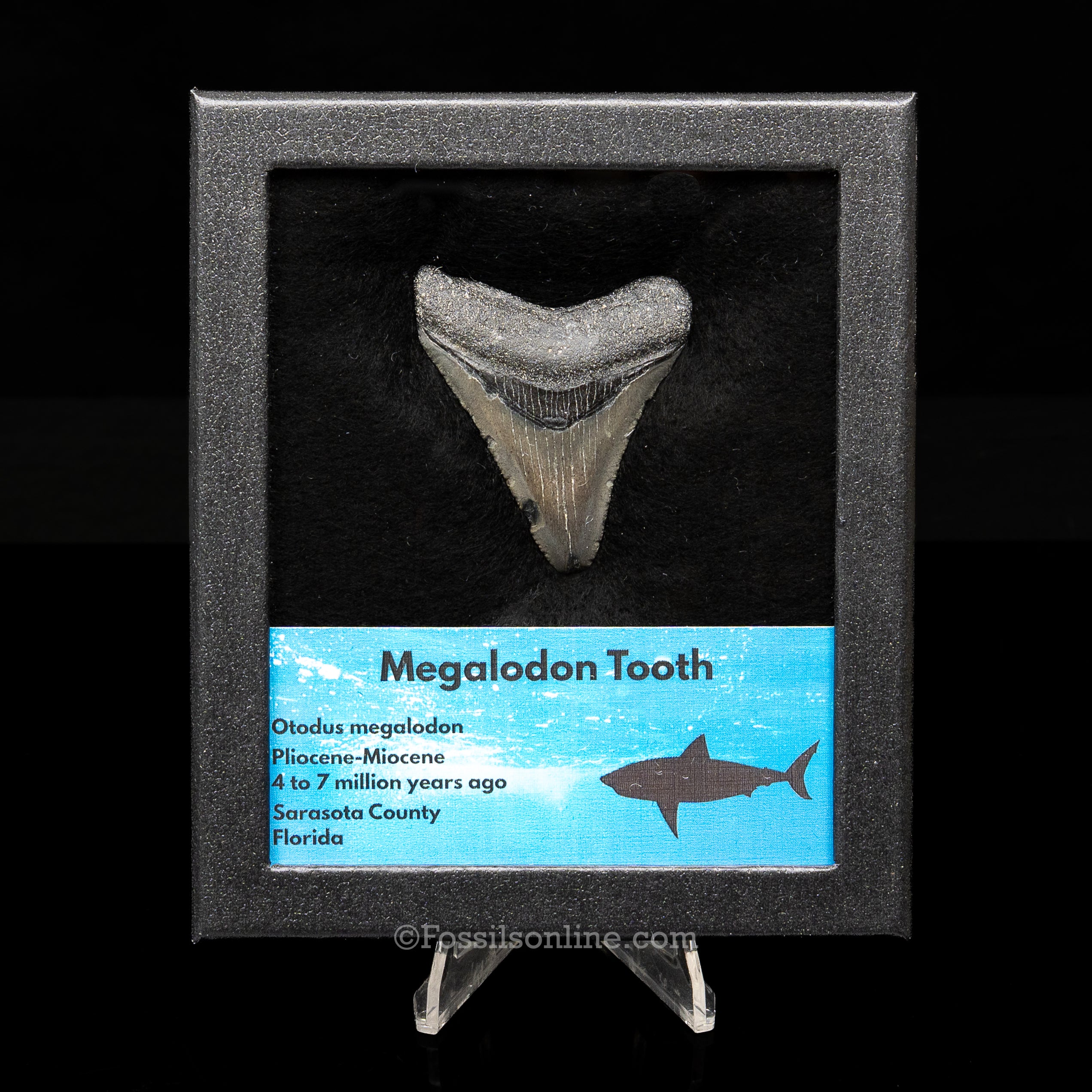 Florida Megalodon  Med Case