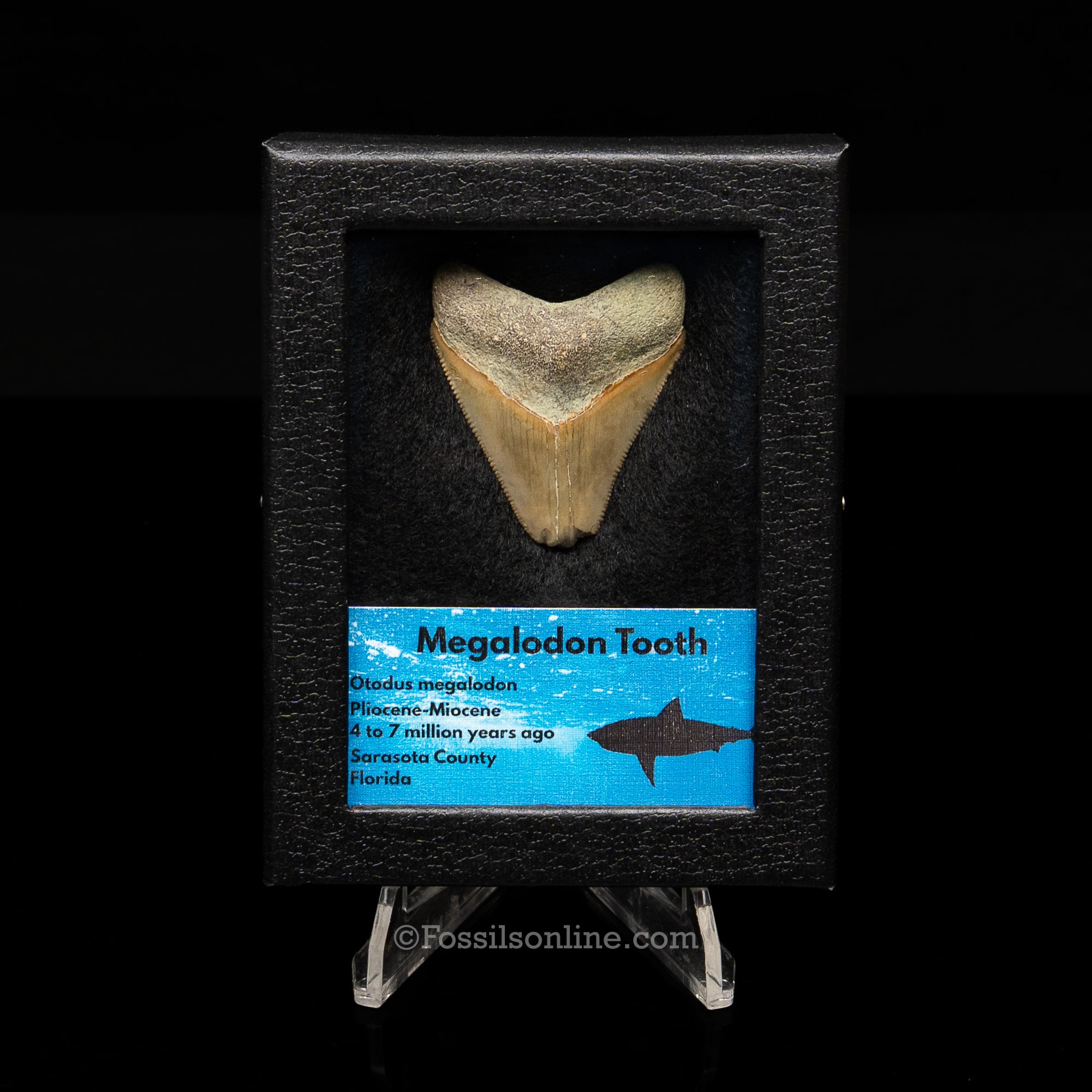 Florida Megalodon  Sm Case