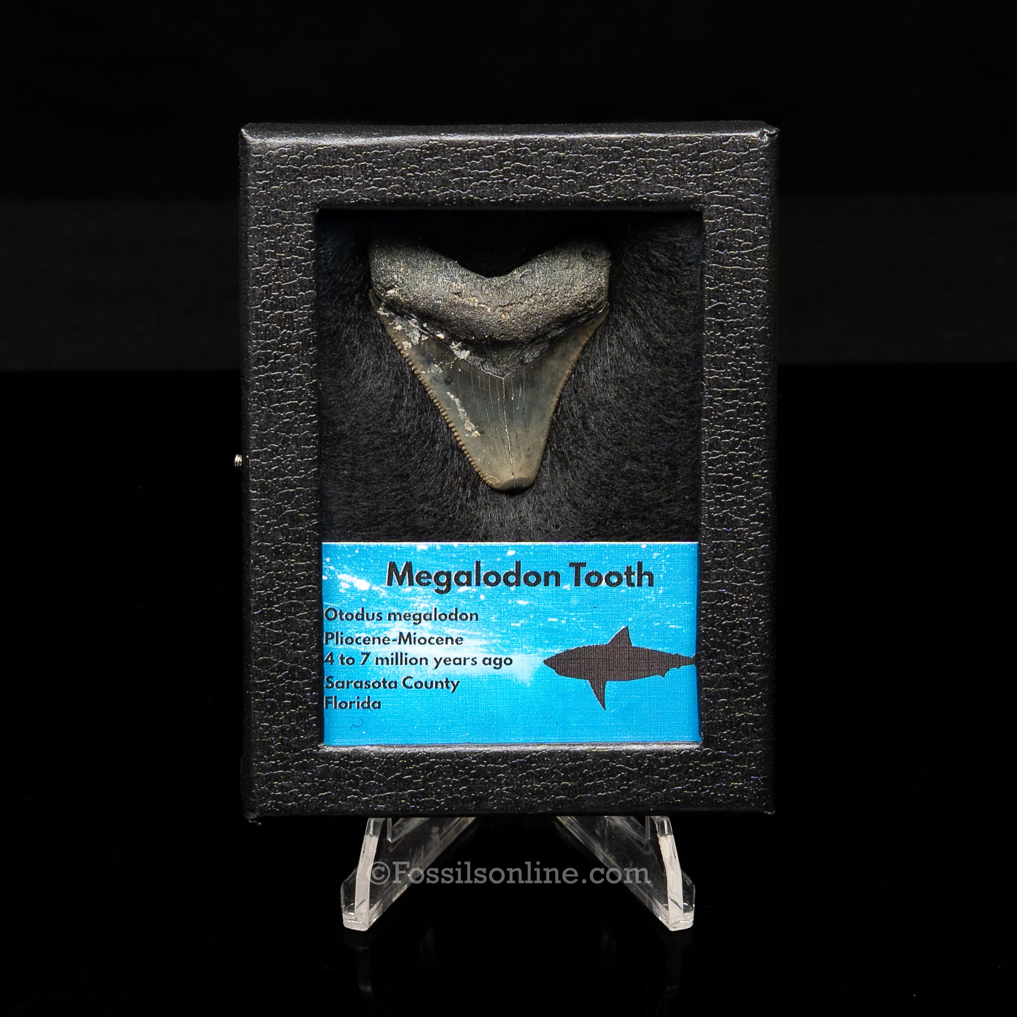 Florida Megalodon  Sm Case