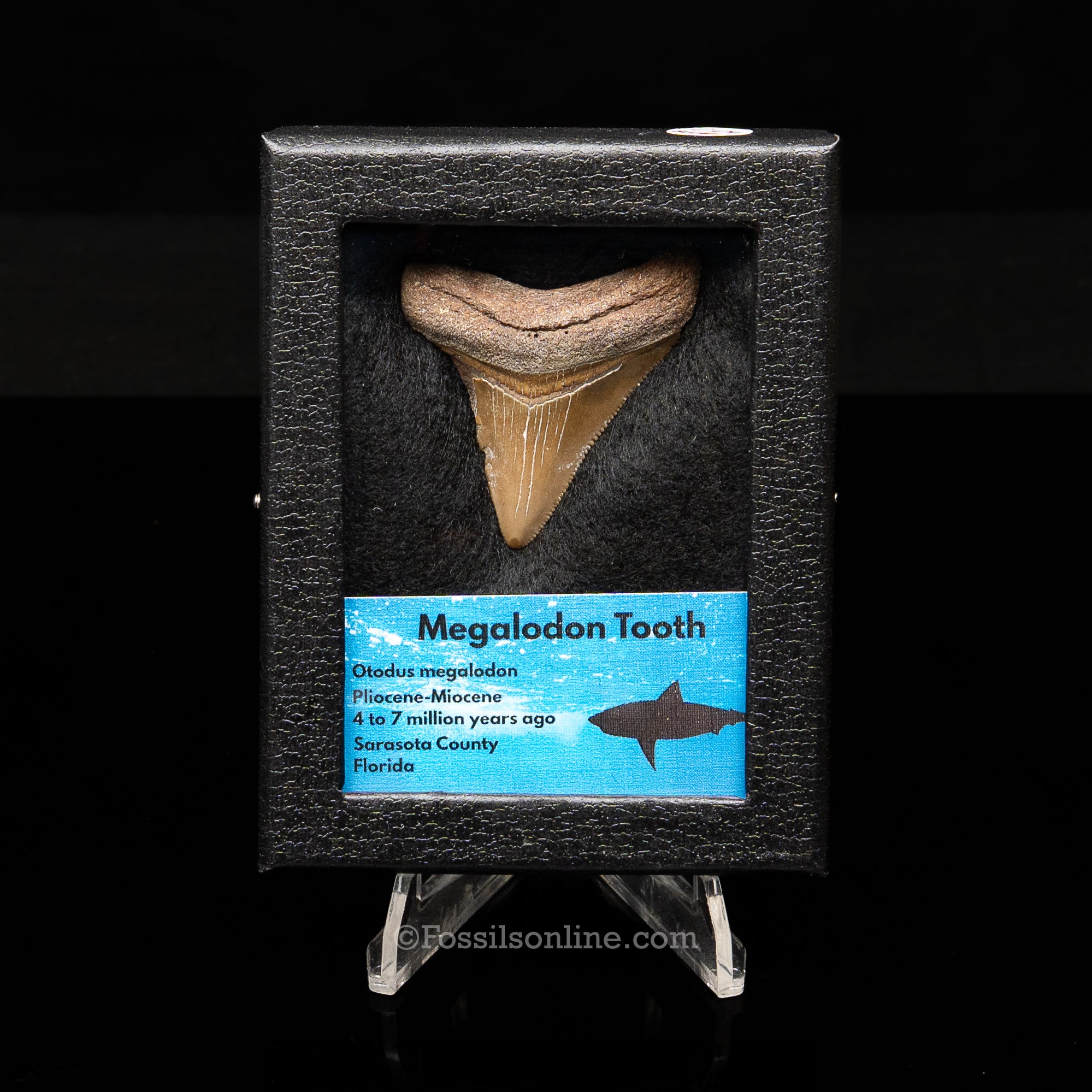 Florida Megalodon  Sm Case