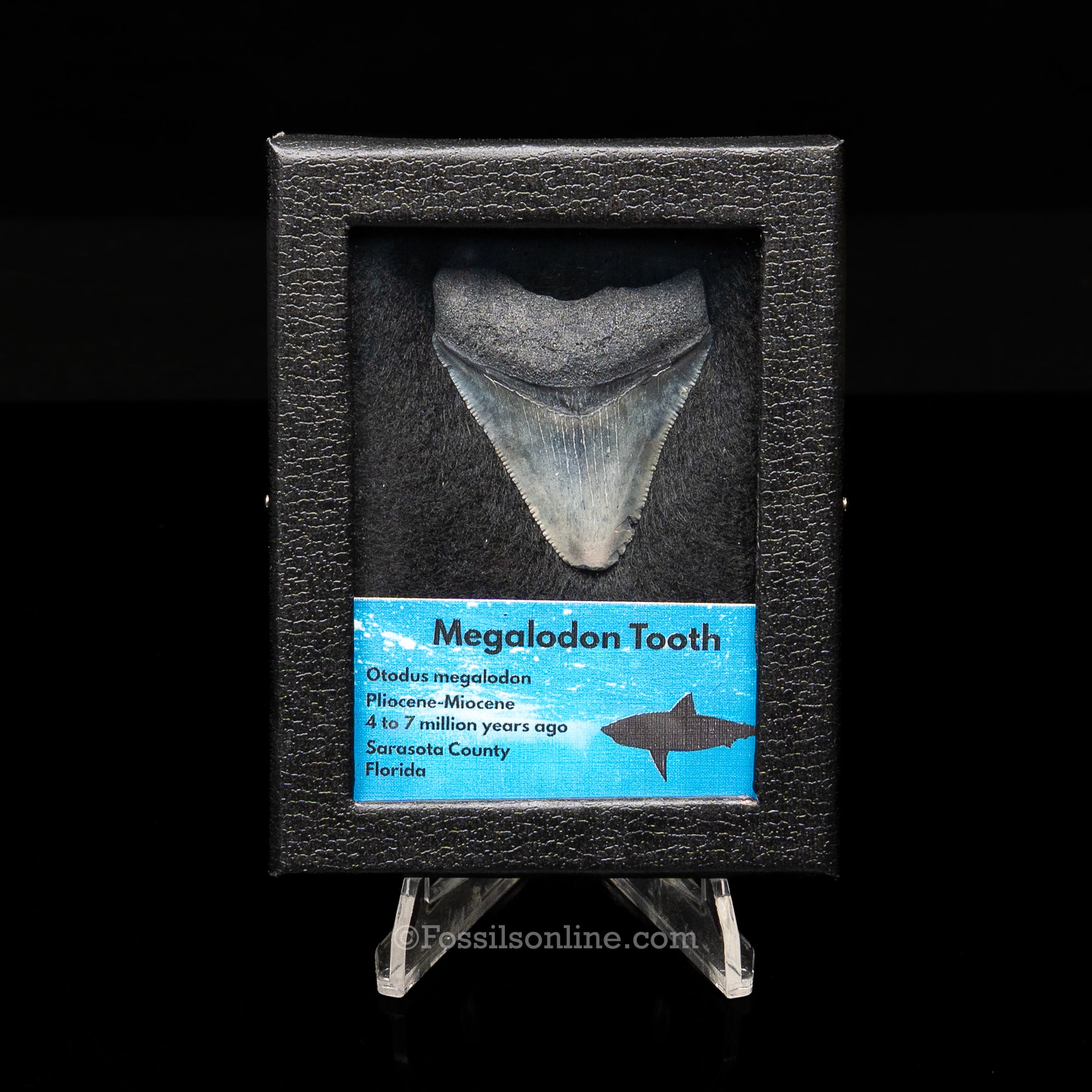 Florida Megalodon  Sm Case
