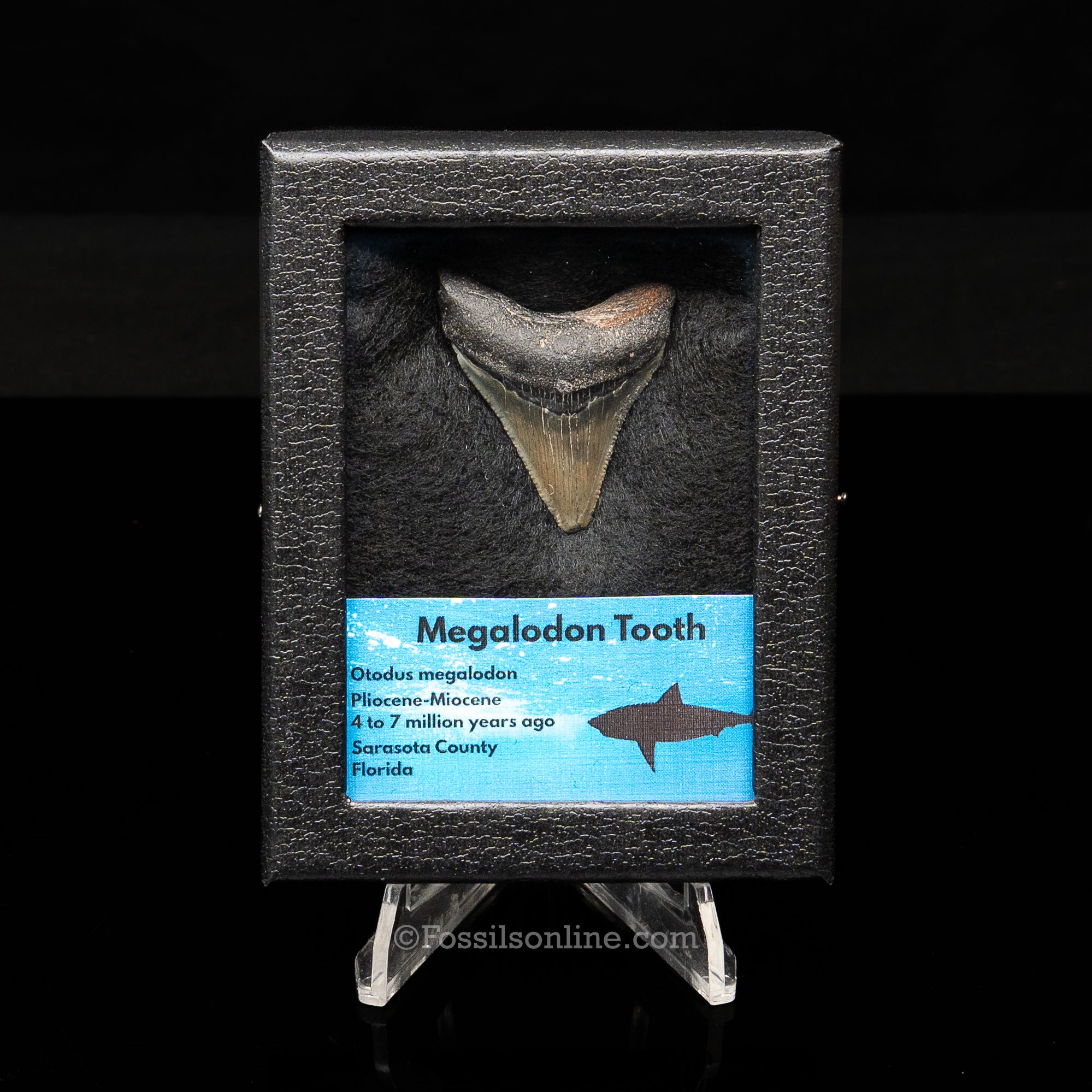 Florida Megalodon  Sm Case