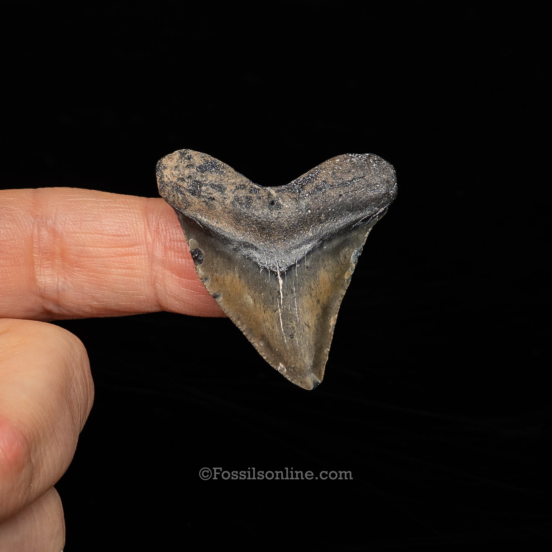 Baby Megalodon  Sm Case