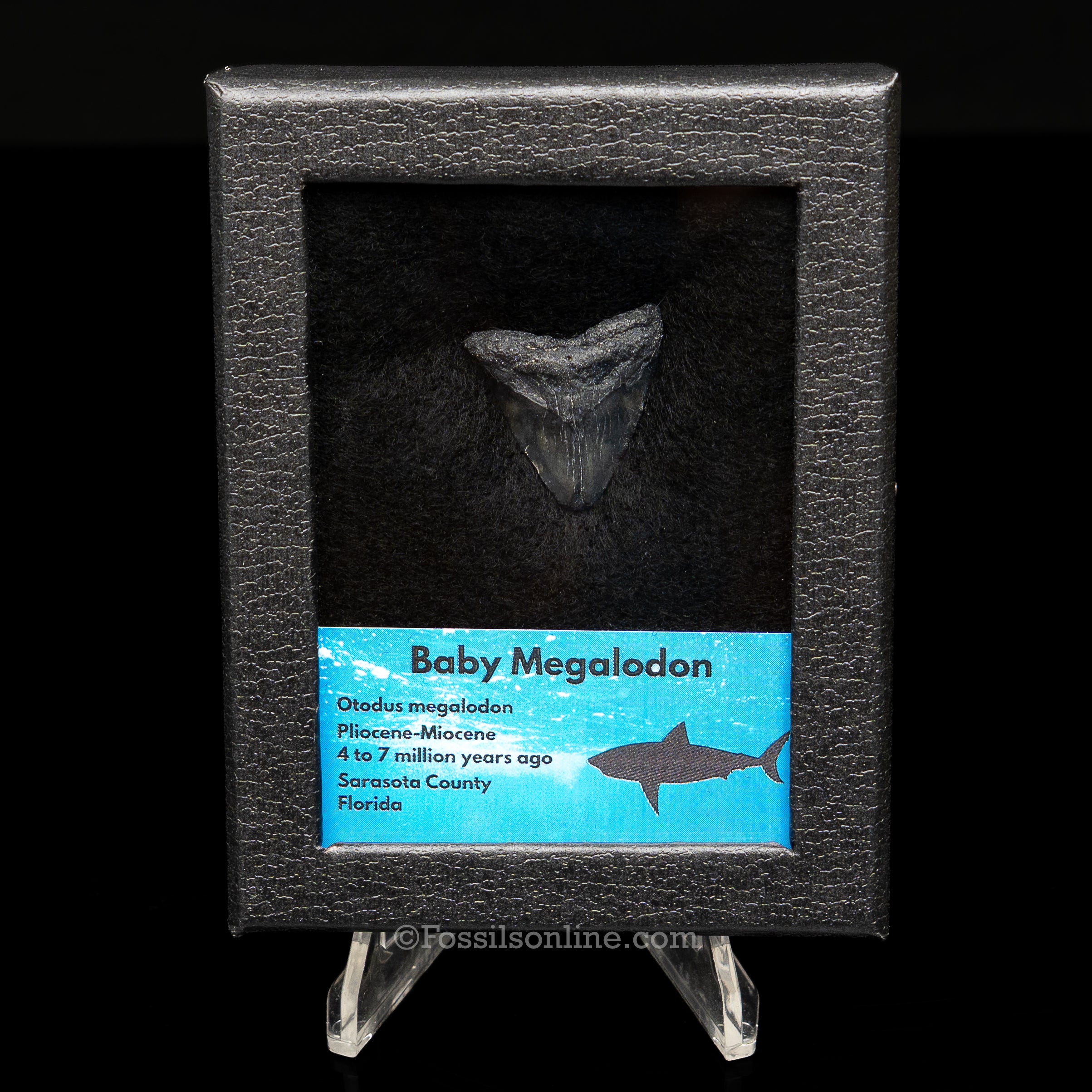 Baby Megalodon  Sm Case