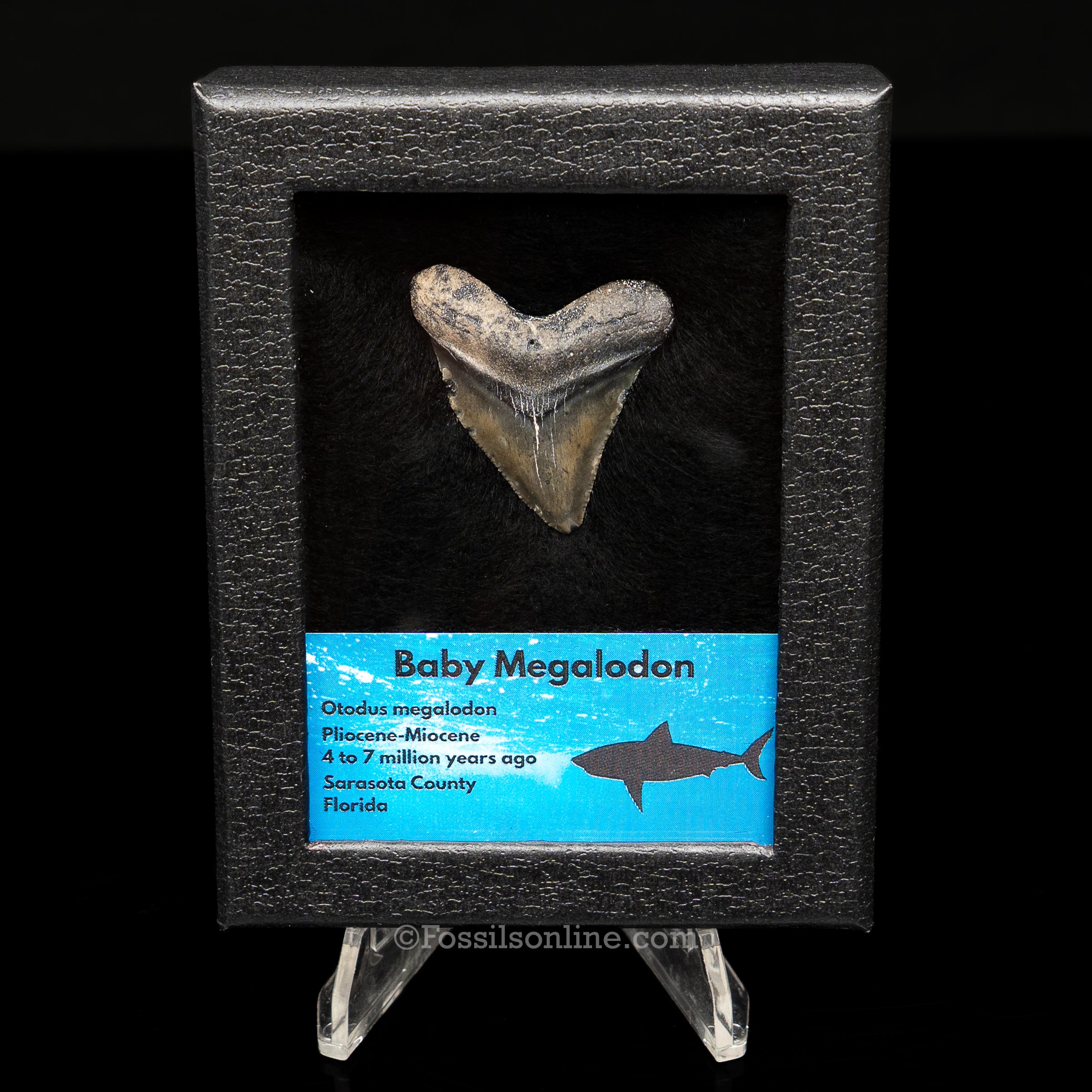 Baby Megalodon  Sm Case