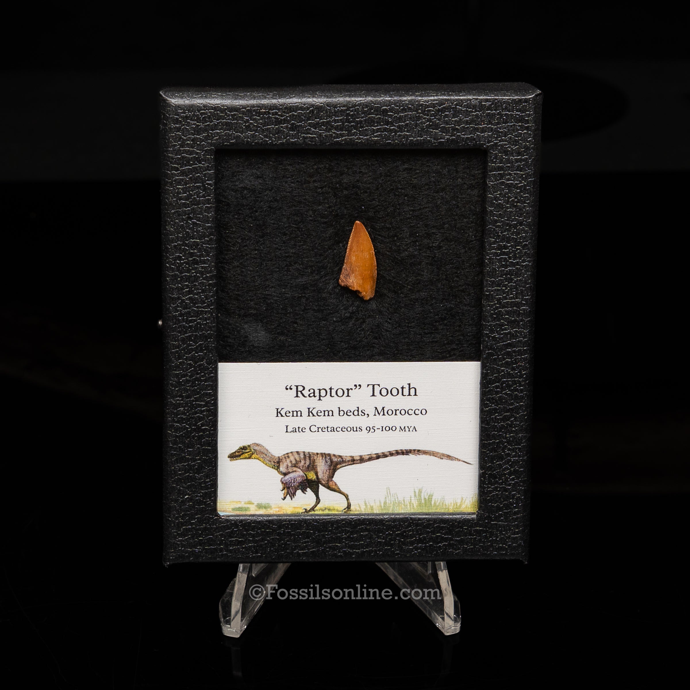 Theropod Dinosaur Tooth "Raptor" in a sm display case