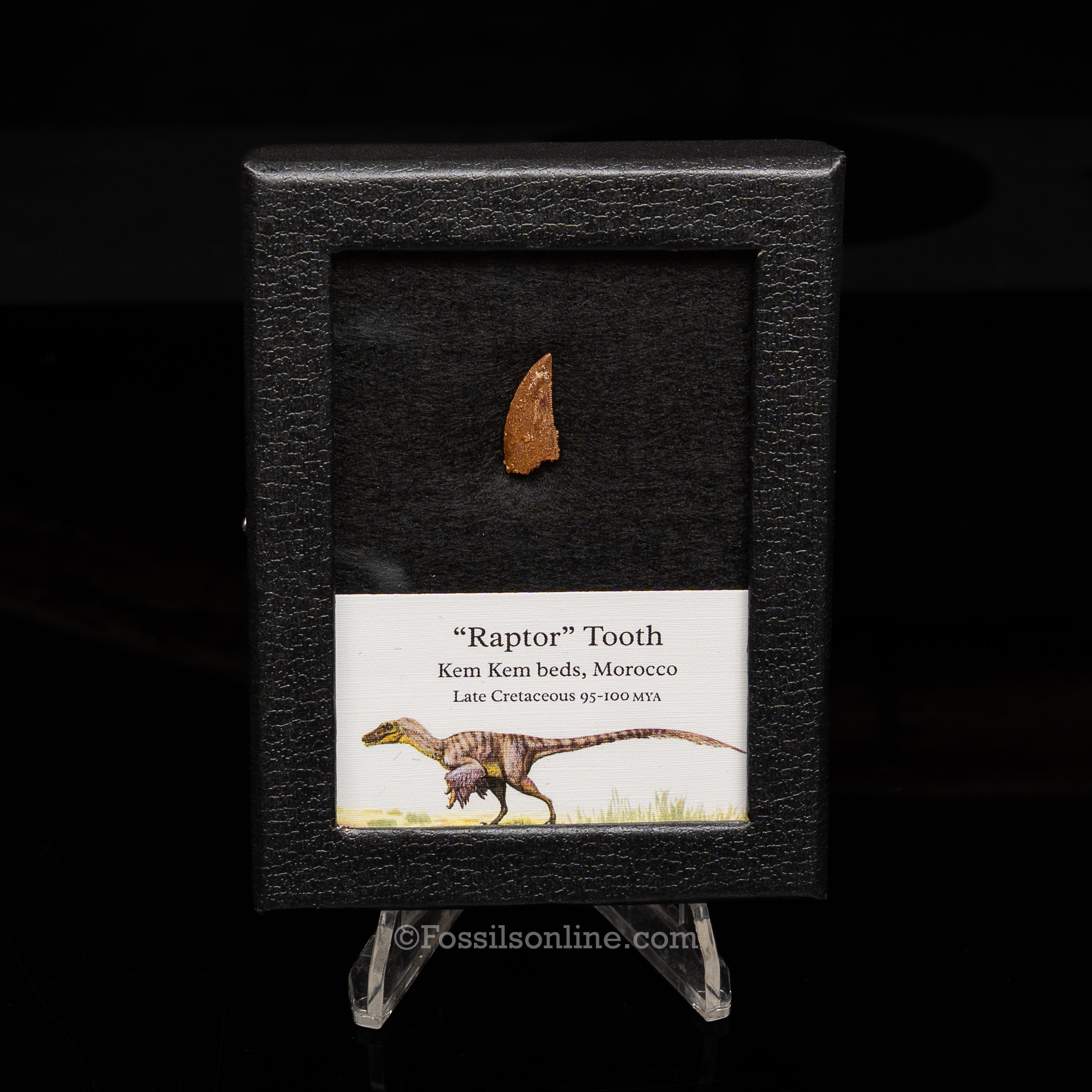 Theropod Dinosaur Tooth "Raptor" in a sm display case