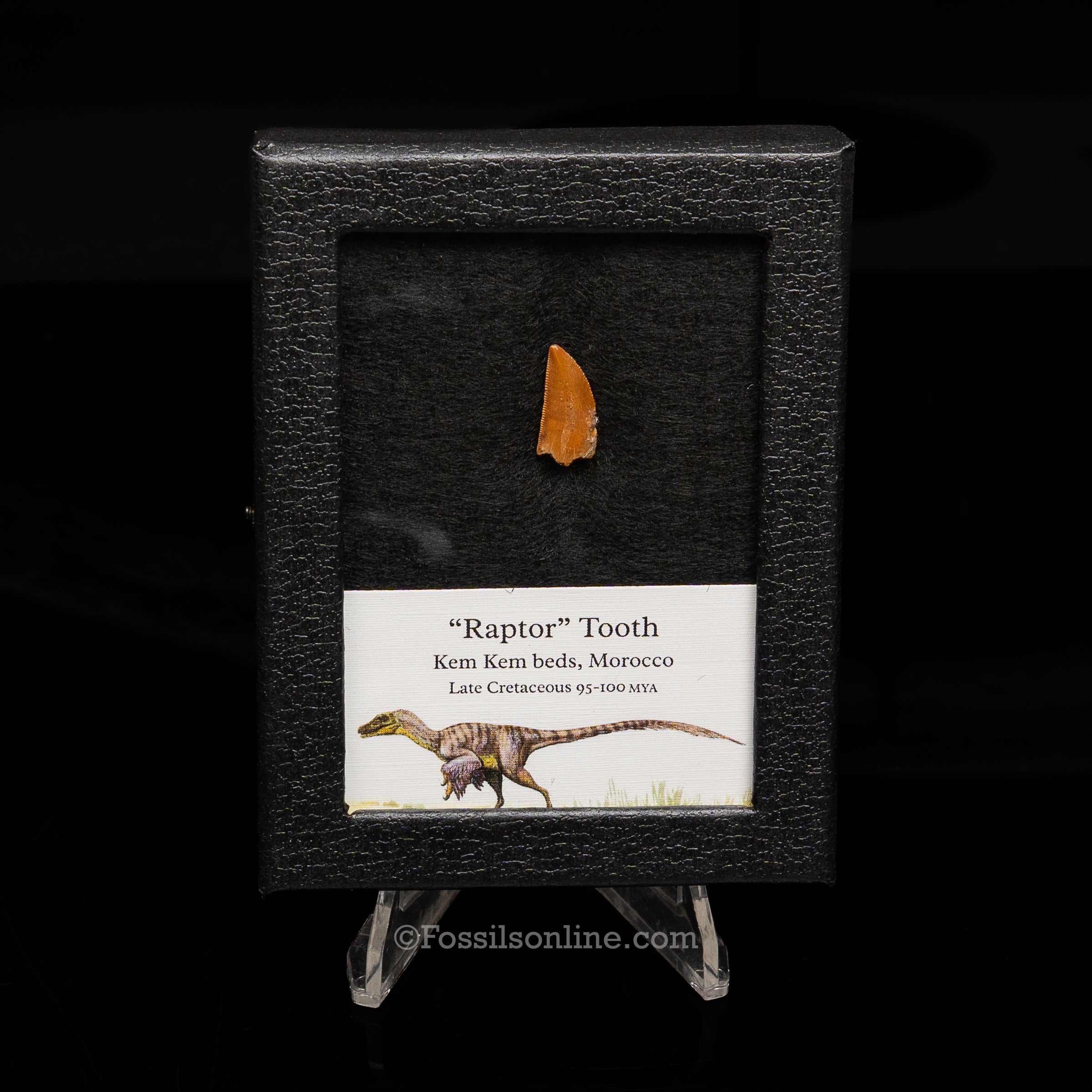 Theropod Dinosaur Tooth "Raptor" in a sm display case