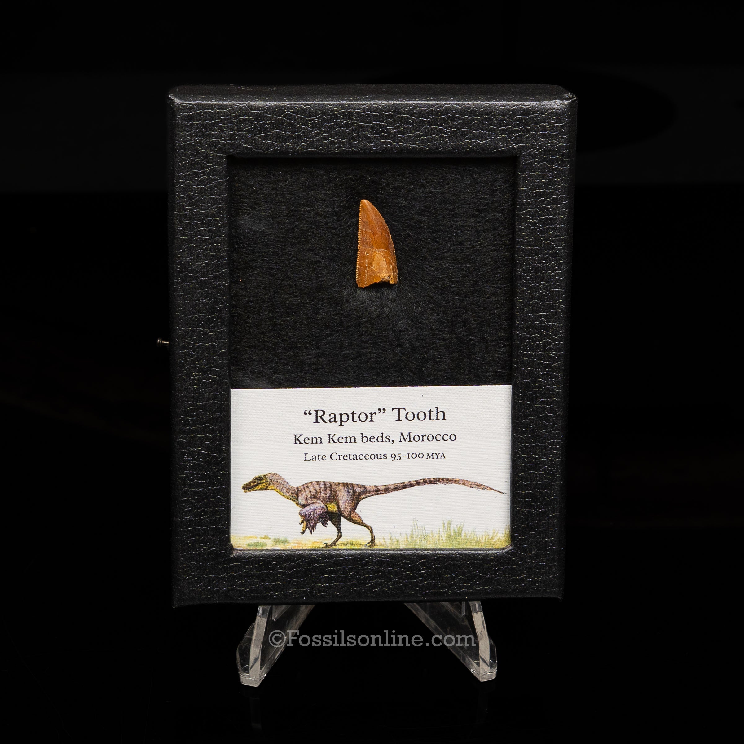 Theropod Dinosaur Tooth "Raptor" in a sm display case