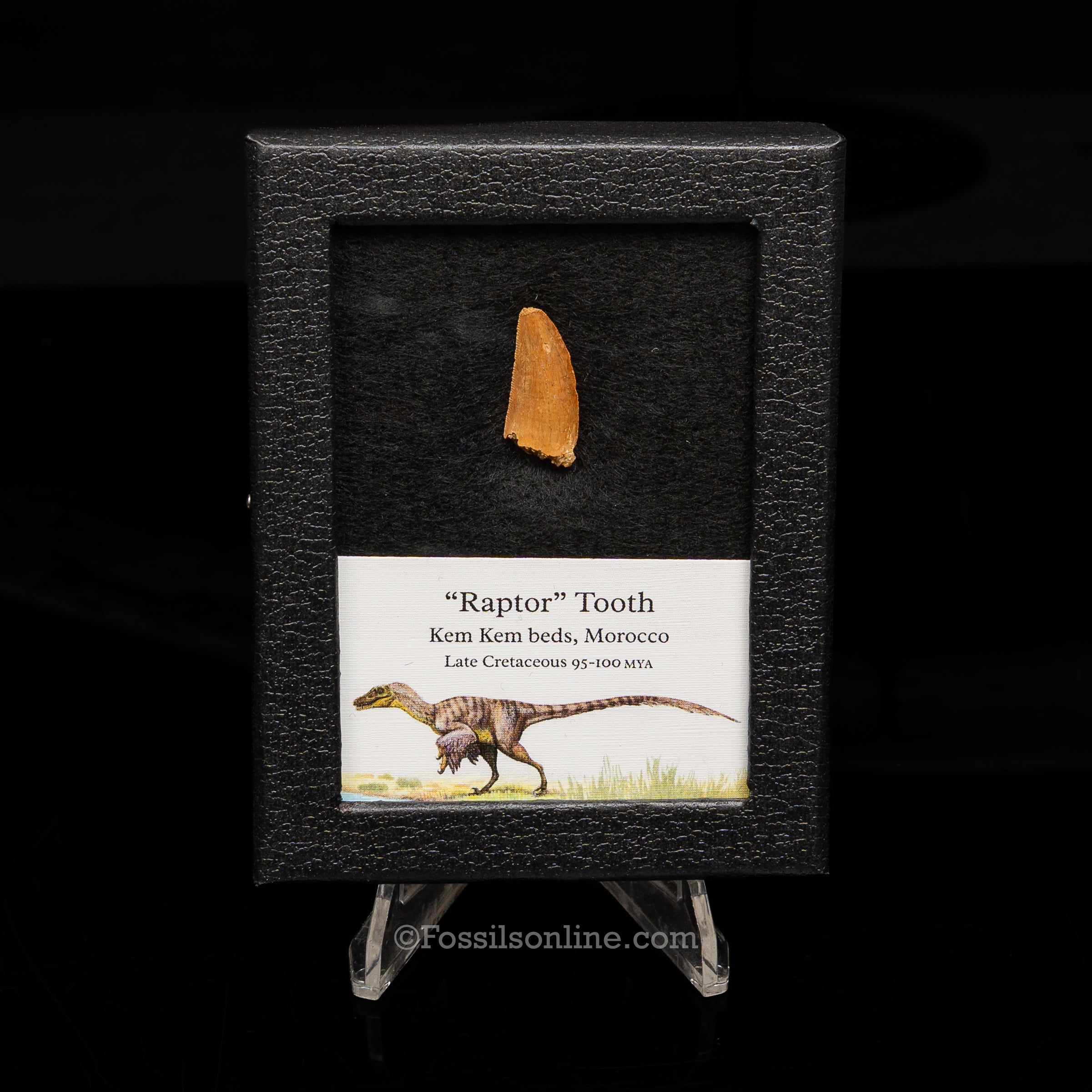 Choice Theropod Dinosaur Tooth "Raptor" in a sm display case