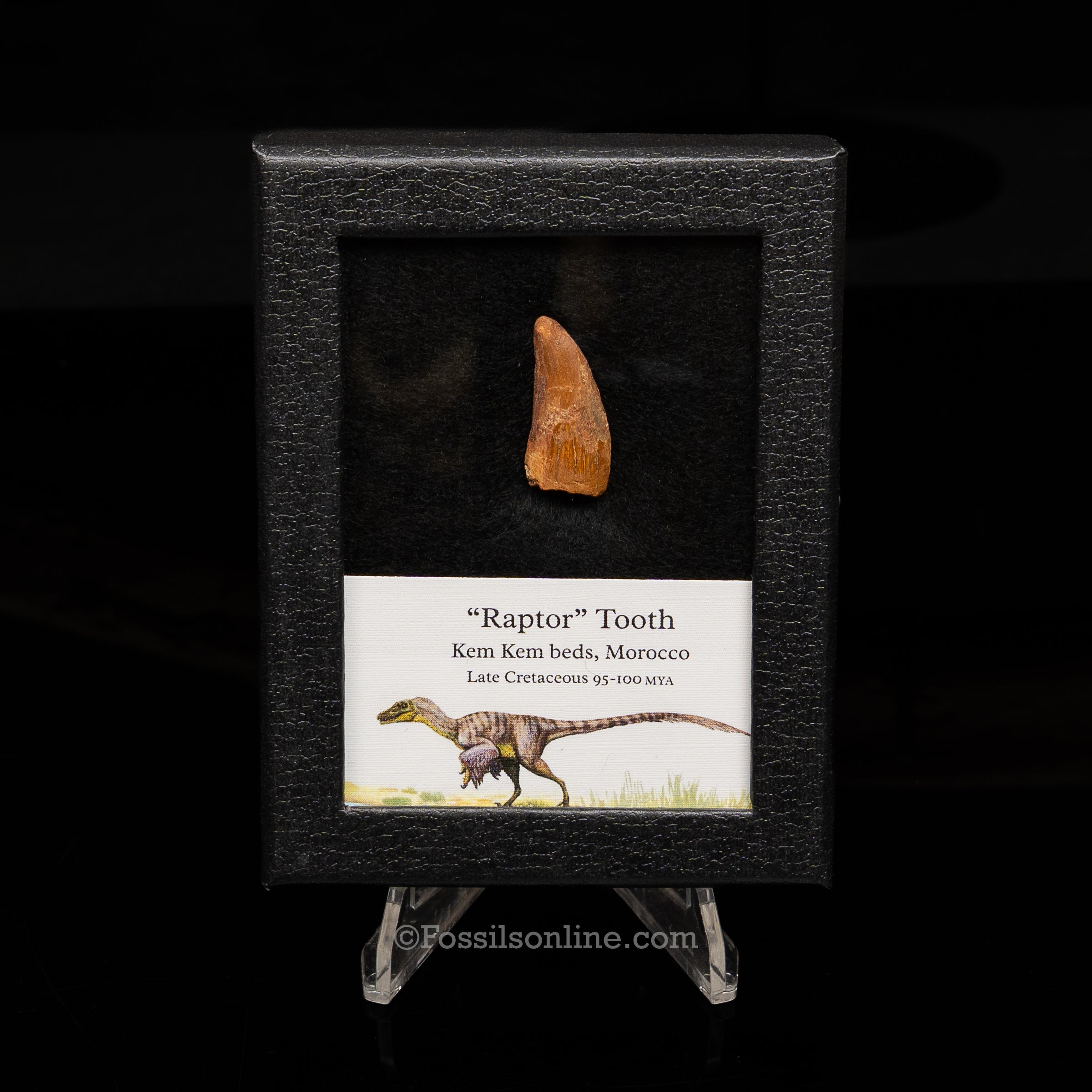 Choice Theropod Dinosaur Tooth "Raptor" in a sm display case