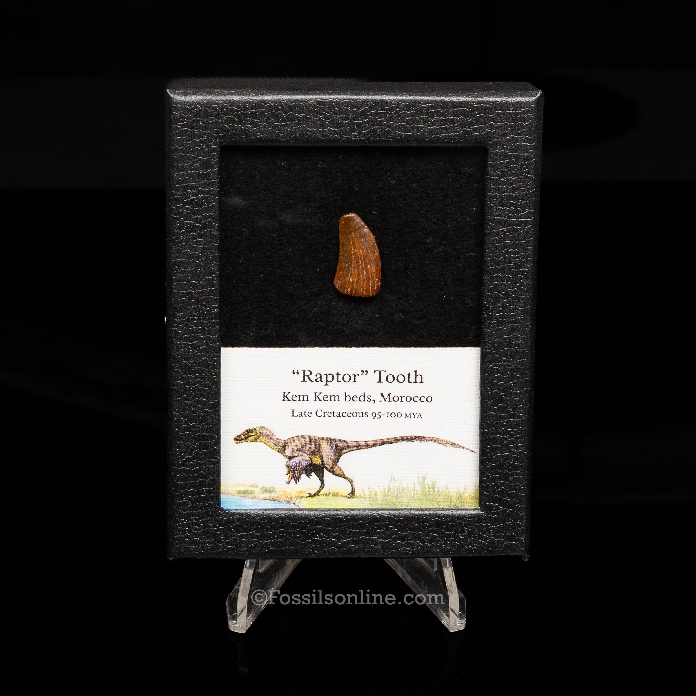 Theropod Dinosaur Tooth "Raptor" in a sm display case