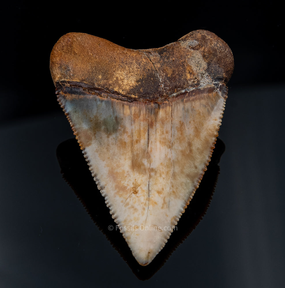 Fossil Great White Chile 2.98"